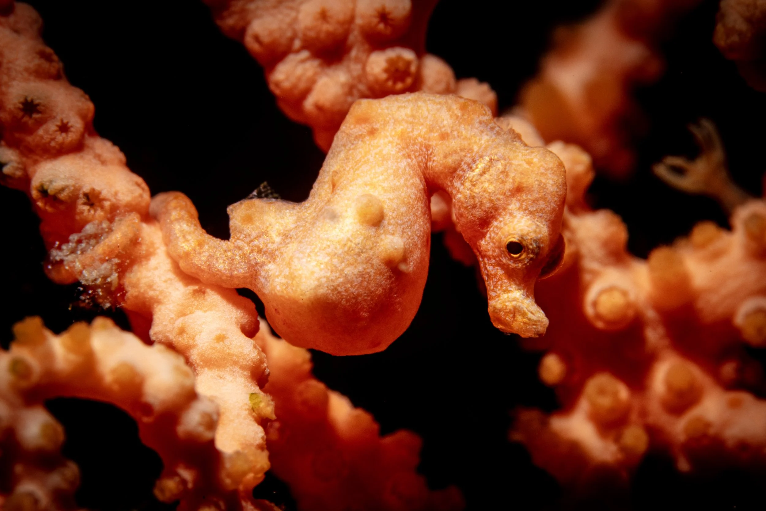 Denise's Pygmy Seahorse (Hippocampus denise)
