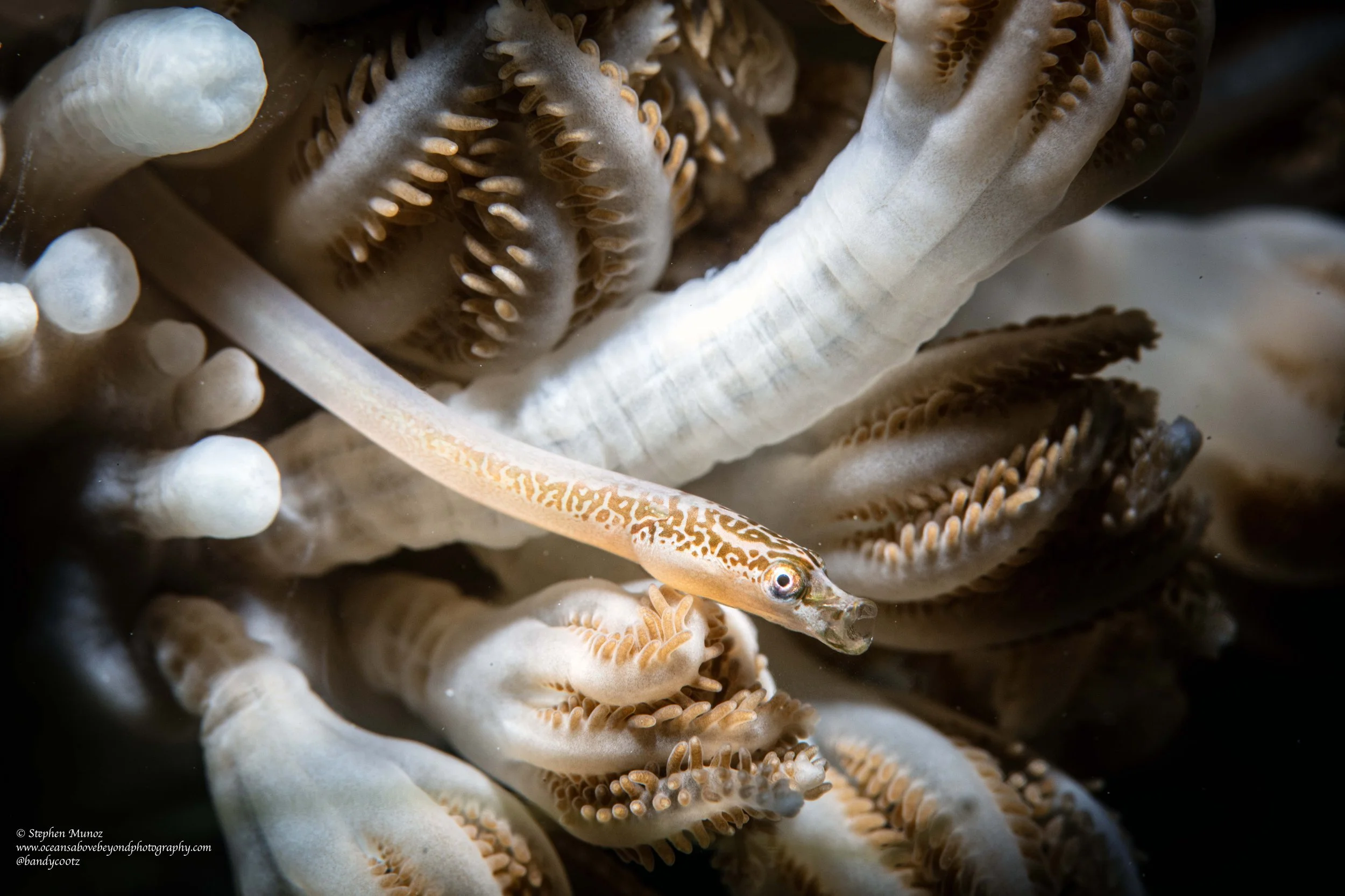 Barred Xenia Pipefish (Siokunichthys bentuviai)