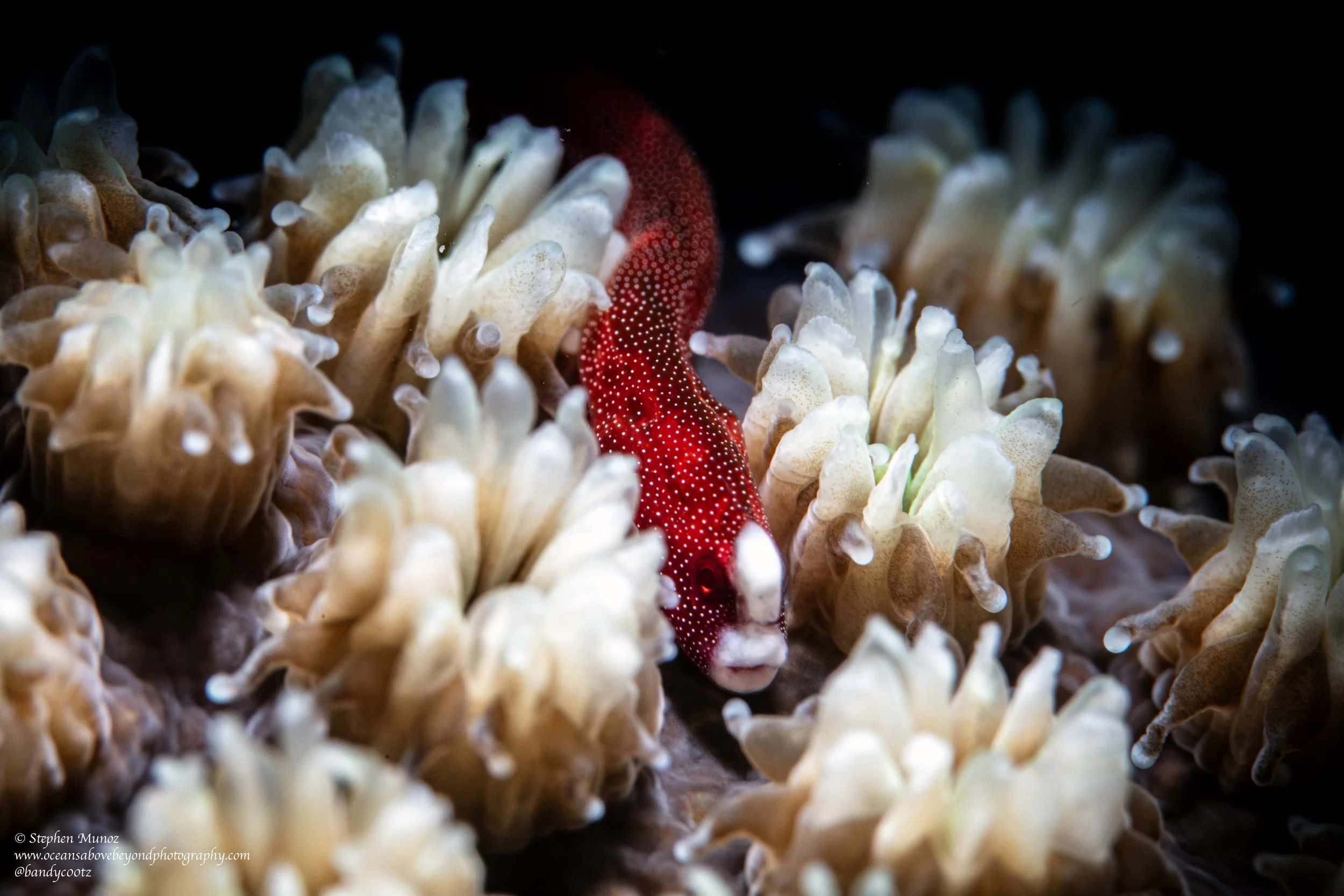 Braun's Pughead Pipefish (Bulbonaricus brauni)