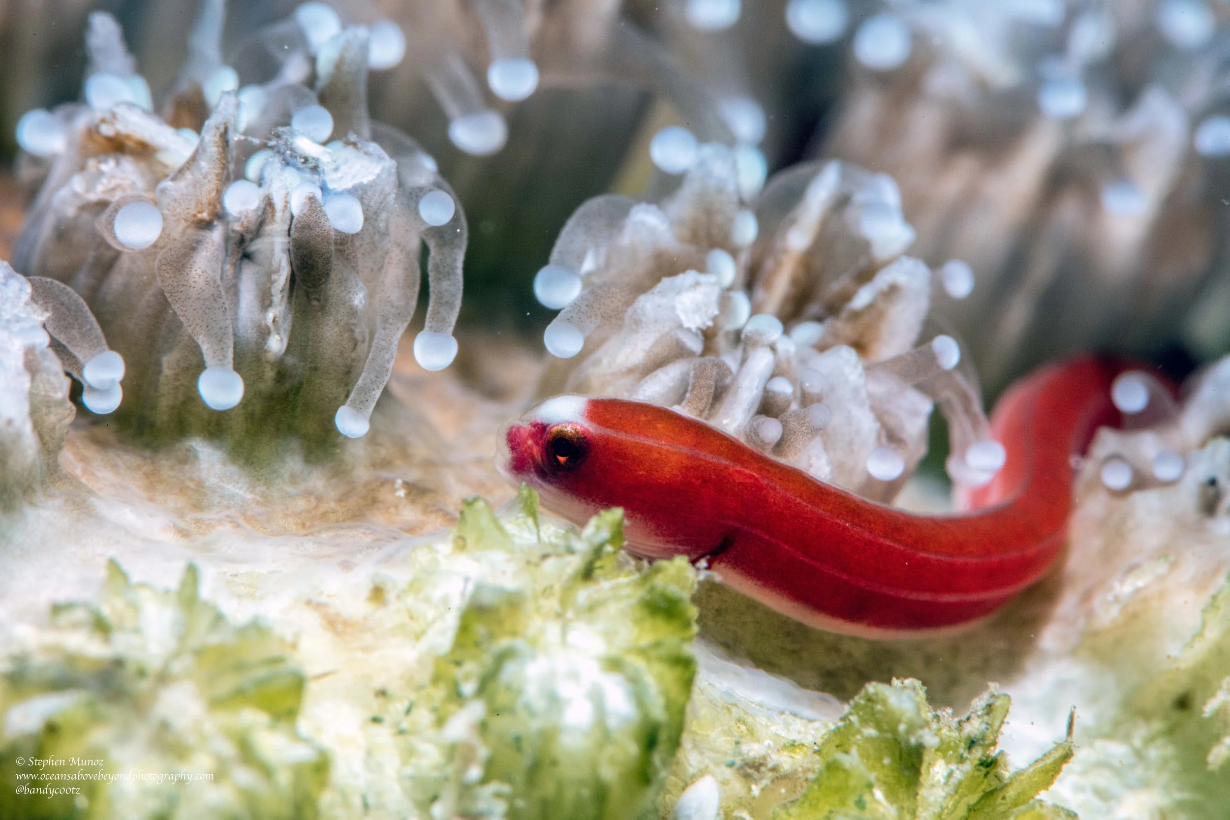 Bruce's Pughead Pipefish (Bulbonaricus brucei)