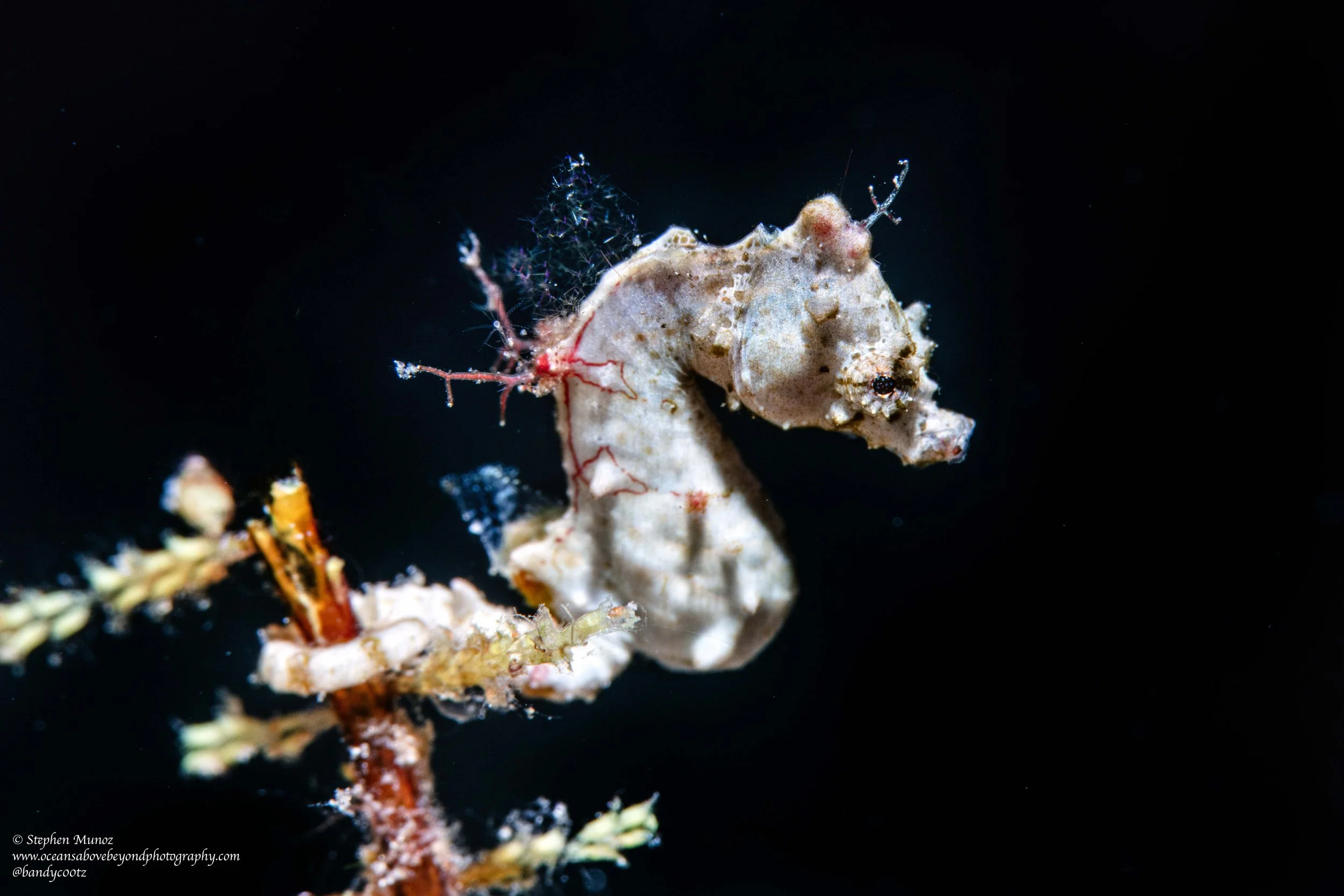Pontohi Pygmy Seahorse (Hippocampus pontohi)