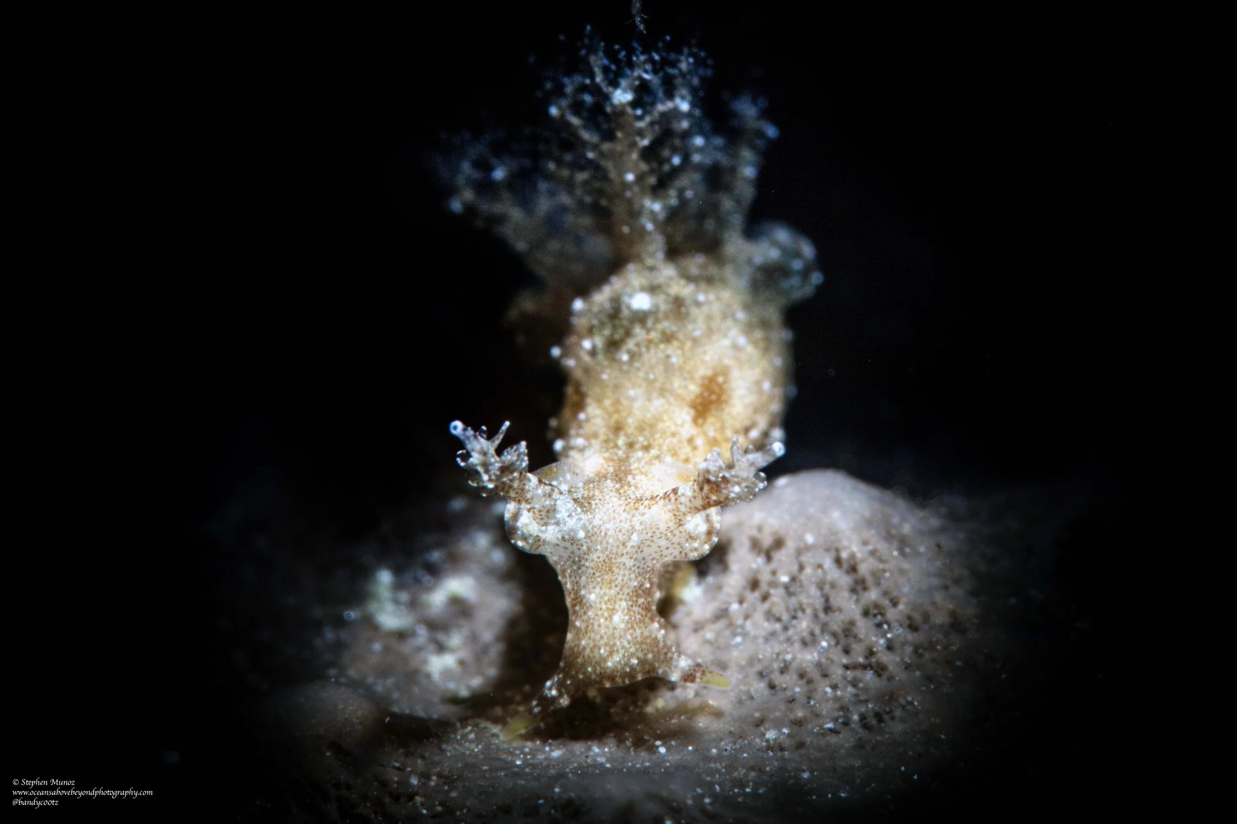 Trapania sp. SC2