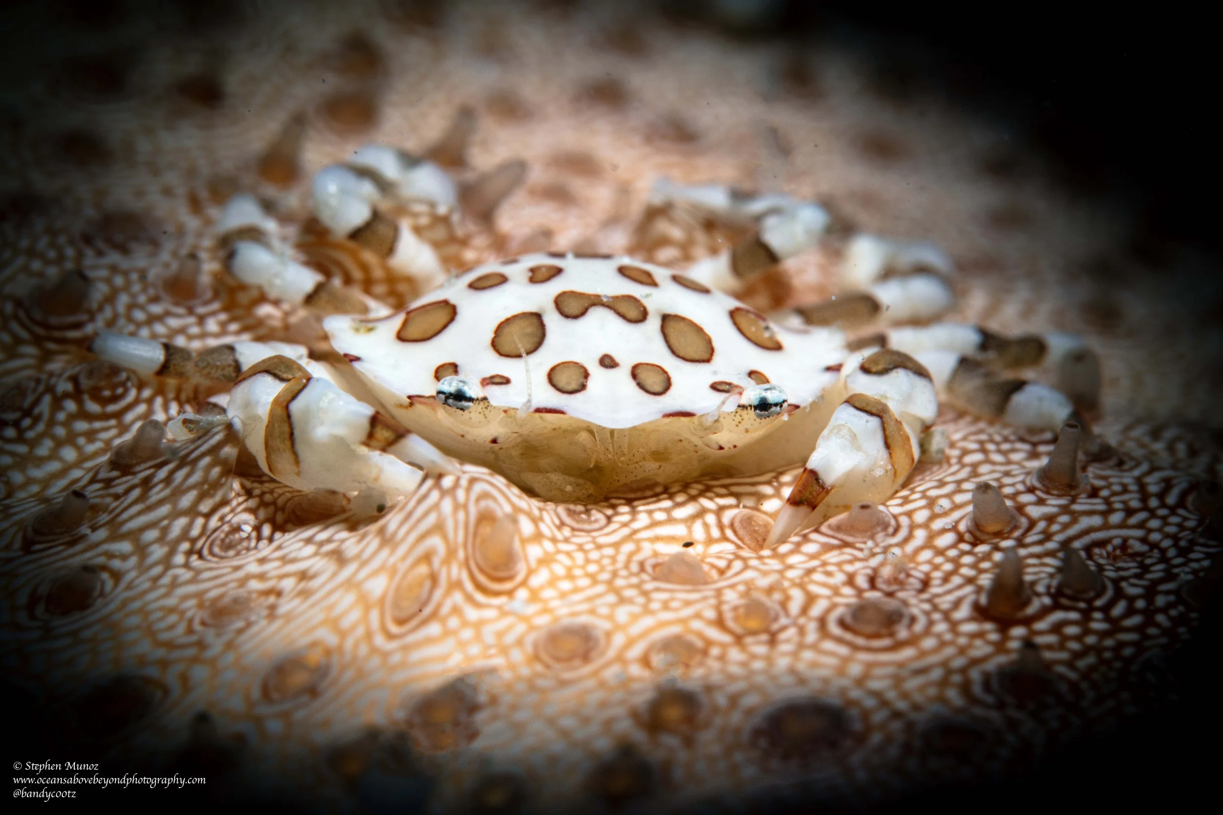 Sea Cucumber Crab (Lissocarcinus orbicularis)