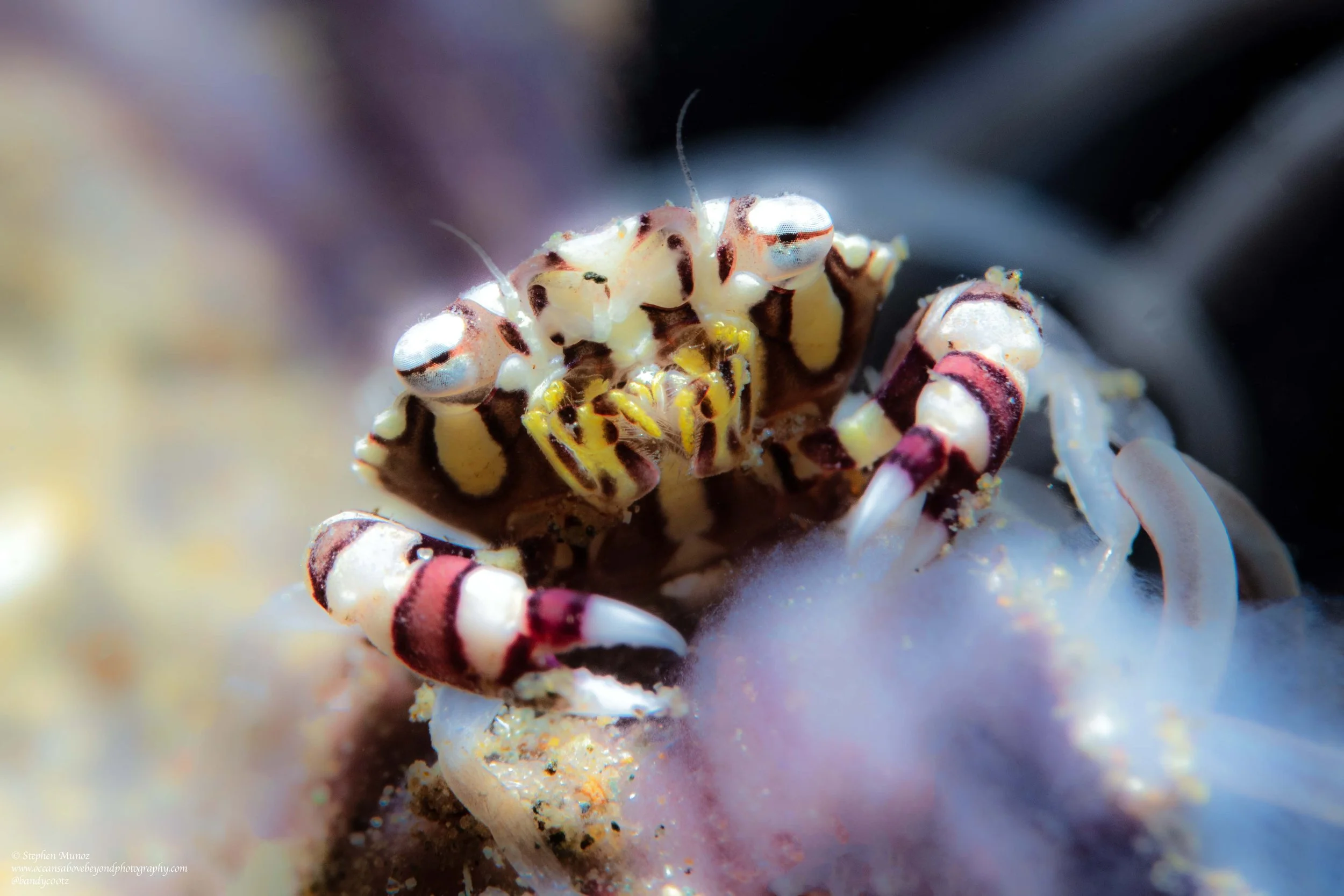 Harlequin Swimming Crab (Lissocarcinus laevis)