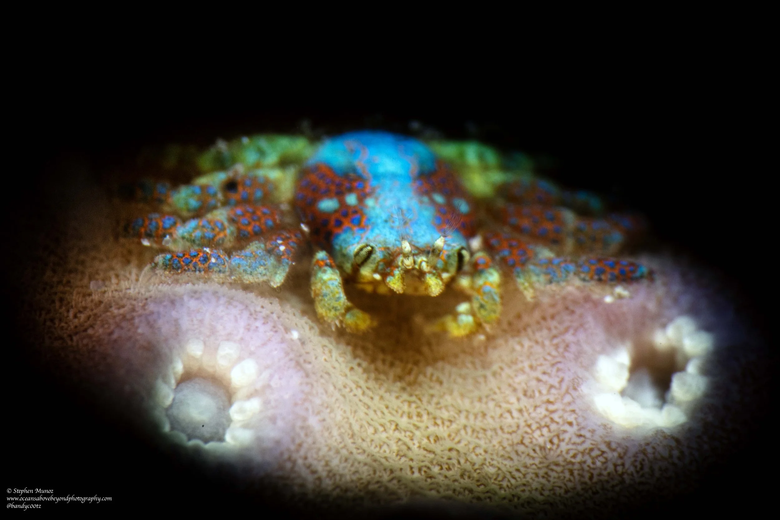 Brilliant Coral Gall Crab (Pseudocryptochirus viridis)