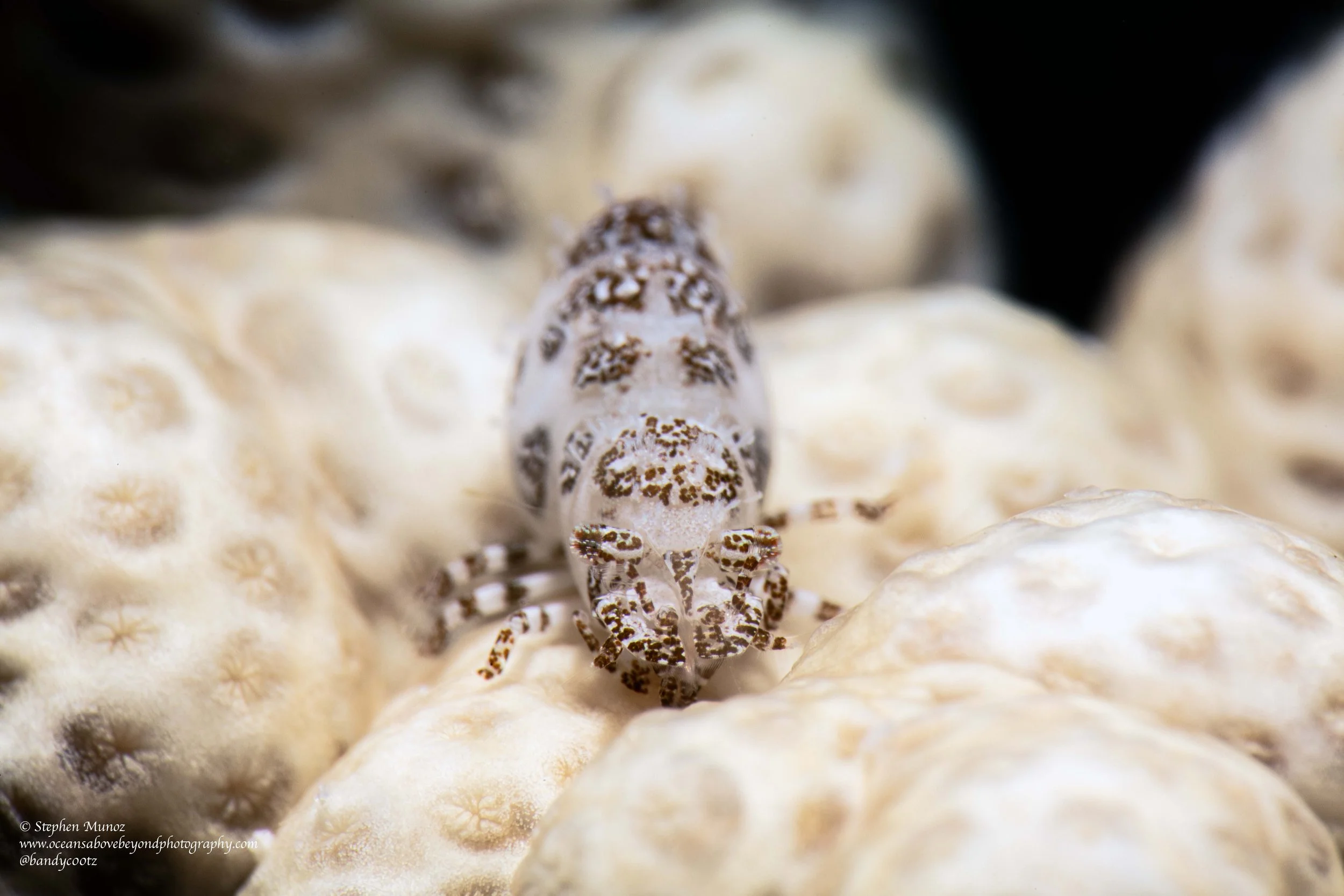 Freckled Soft Coral Shrimp (Alcyonohippolyte maculata)