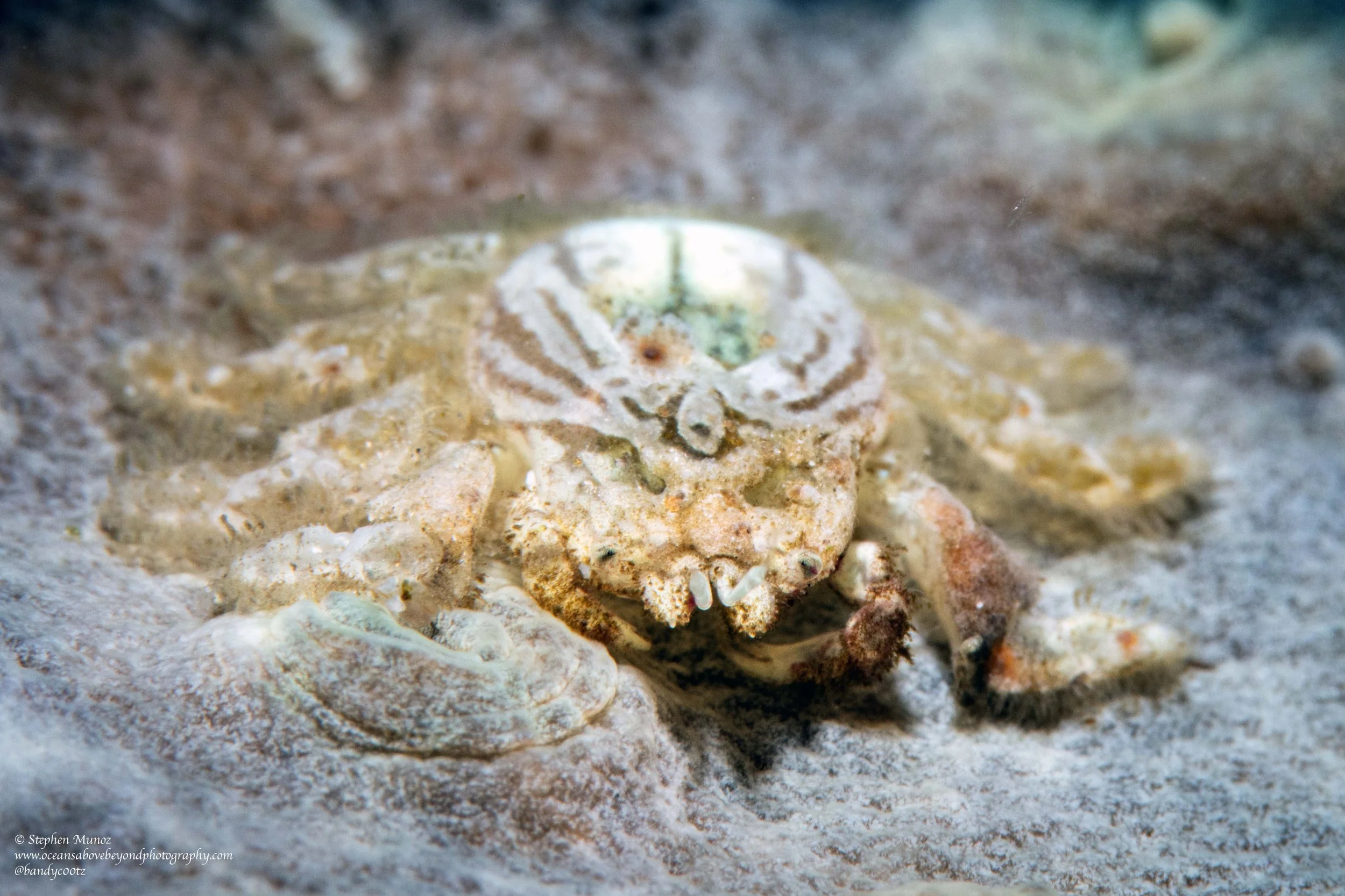 Hong Kong Coral Gall Crab (Neotroglocarcinus hongkongensis)