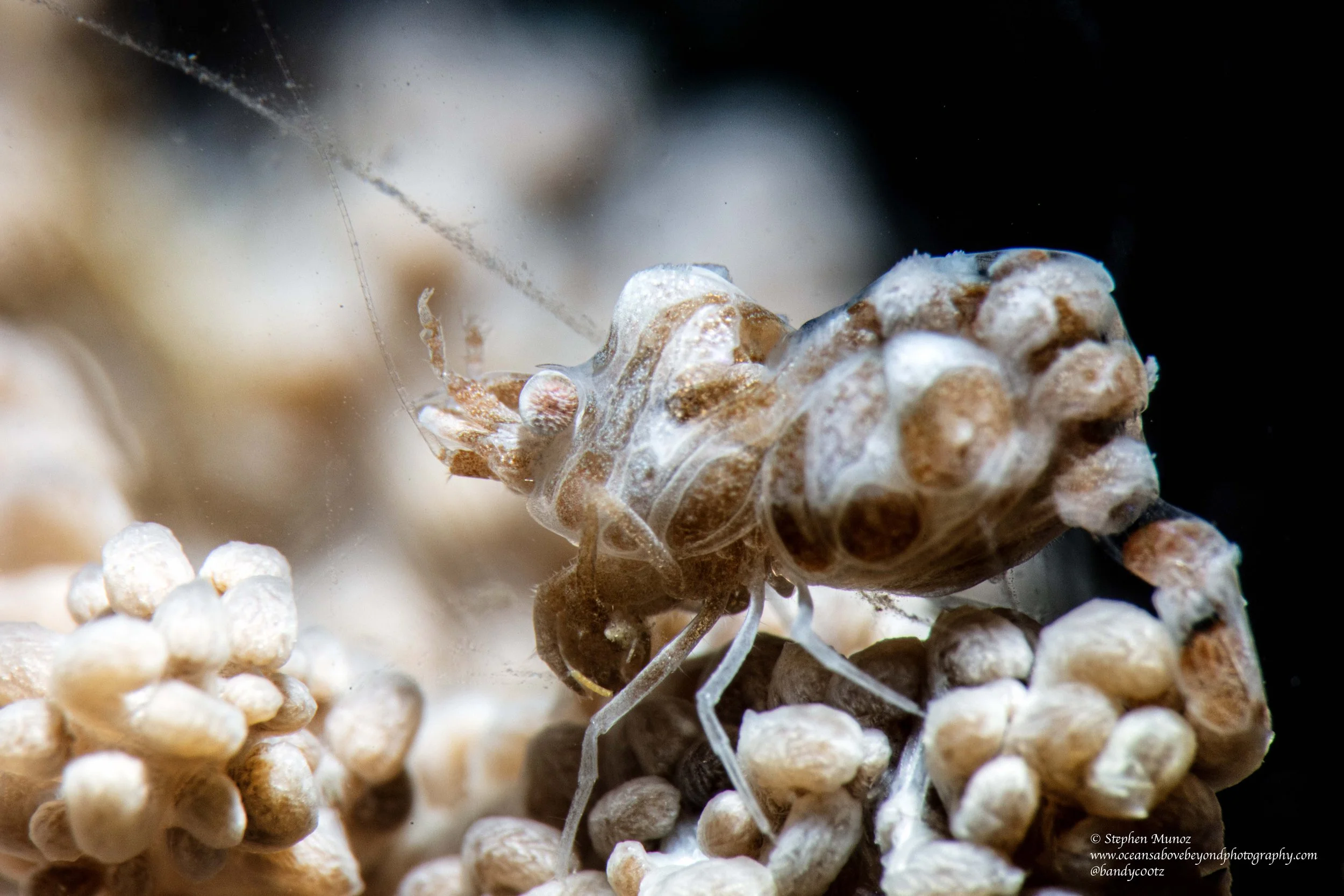 Humpback Soft Coral Shrimp (Hippolyte dossena)