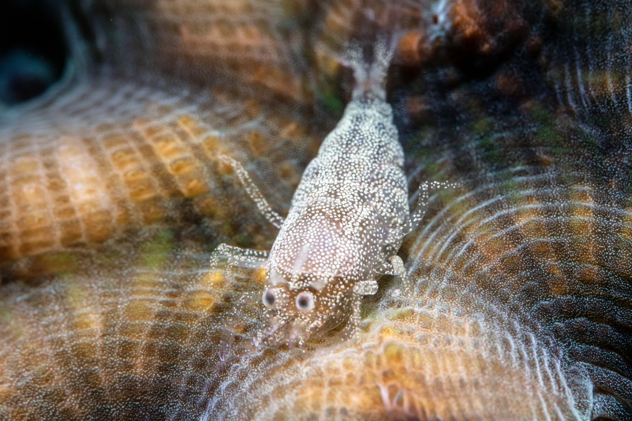 Spotted Scorpion Shrimp (Metapontonia scorpio) 