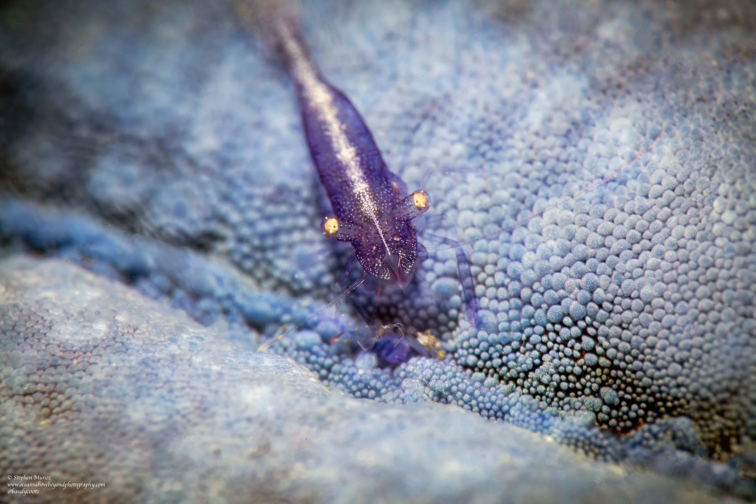 Starfish Shrimp (Zenopontonia soror)