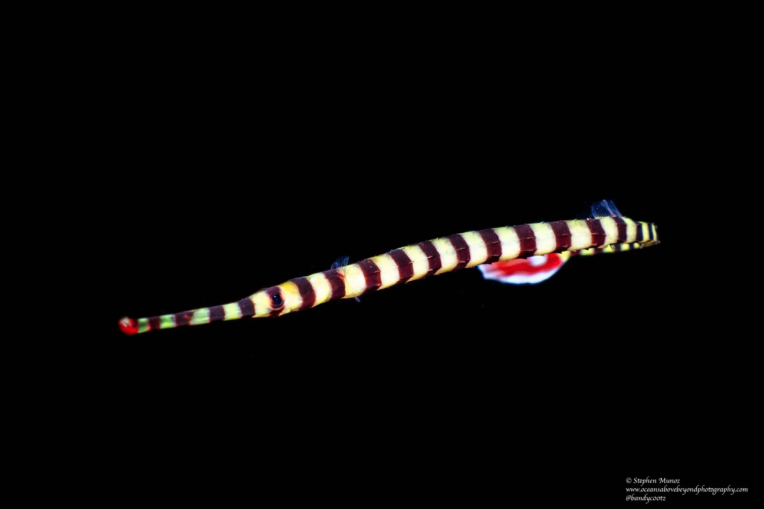 Banded Pipefish (Dunckerocampus dactyliophorus)