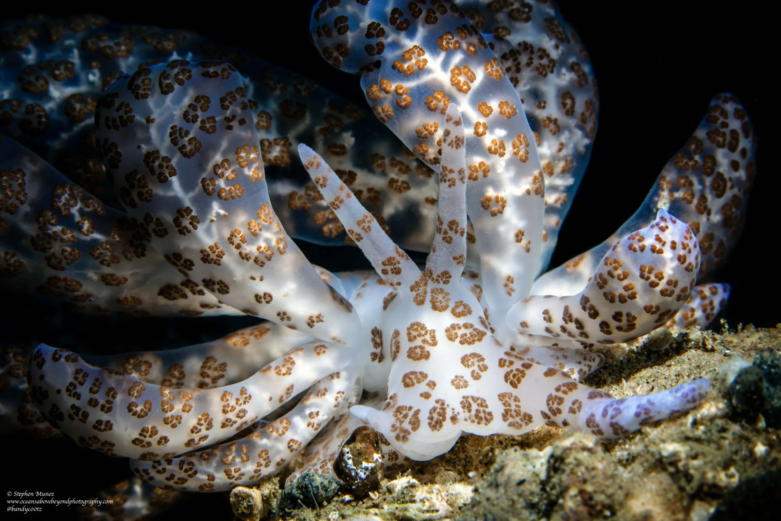 Phyllodesmium longicirrum