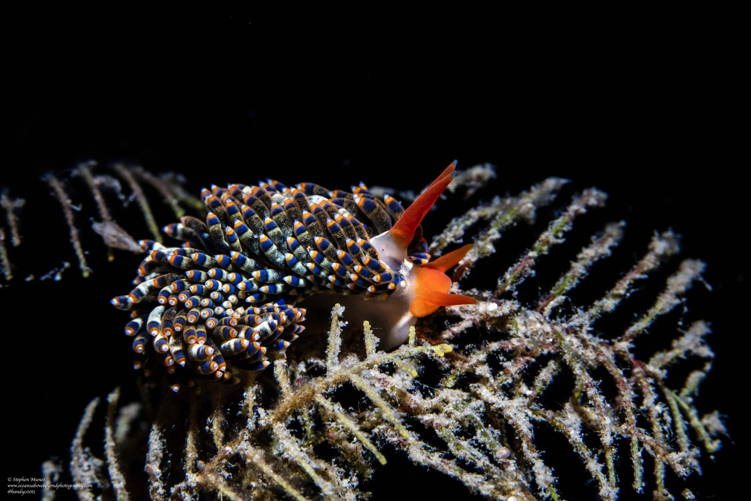 Trinchesia sp. SC17