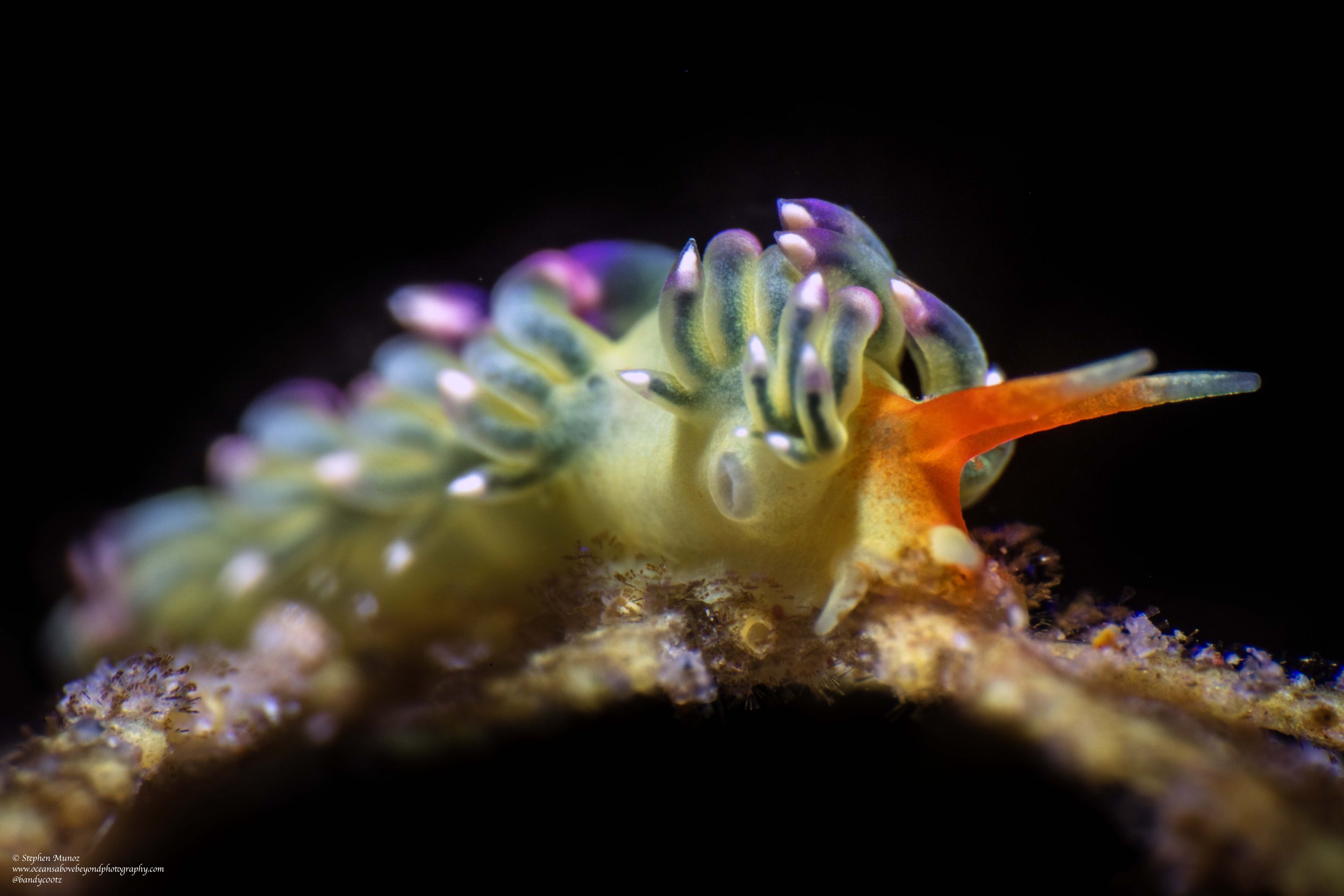 Trinchesia sp. SC39