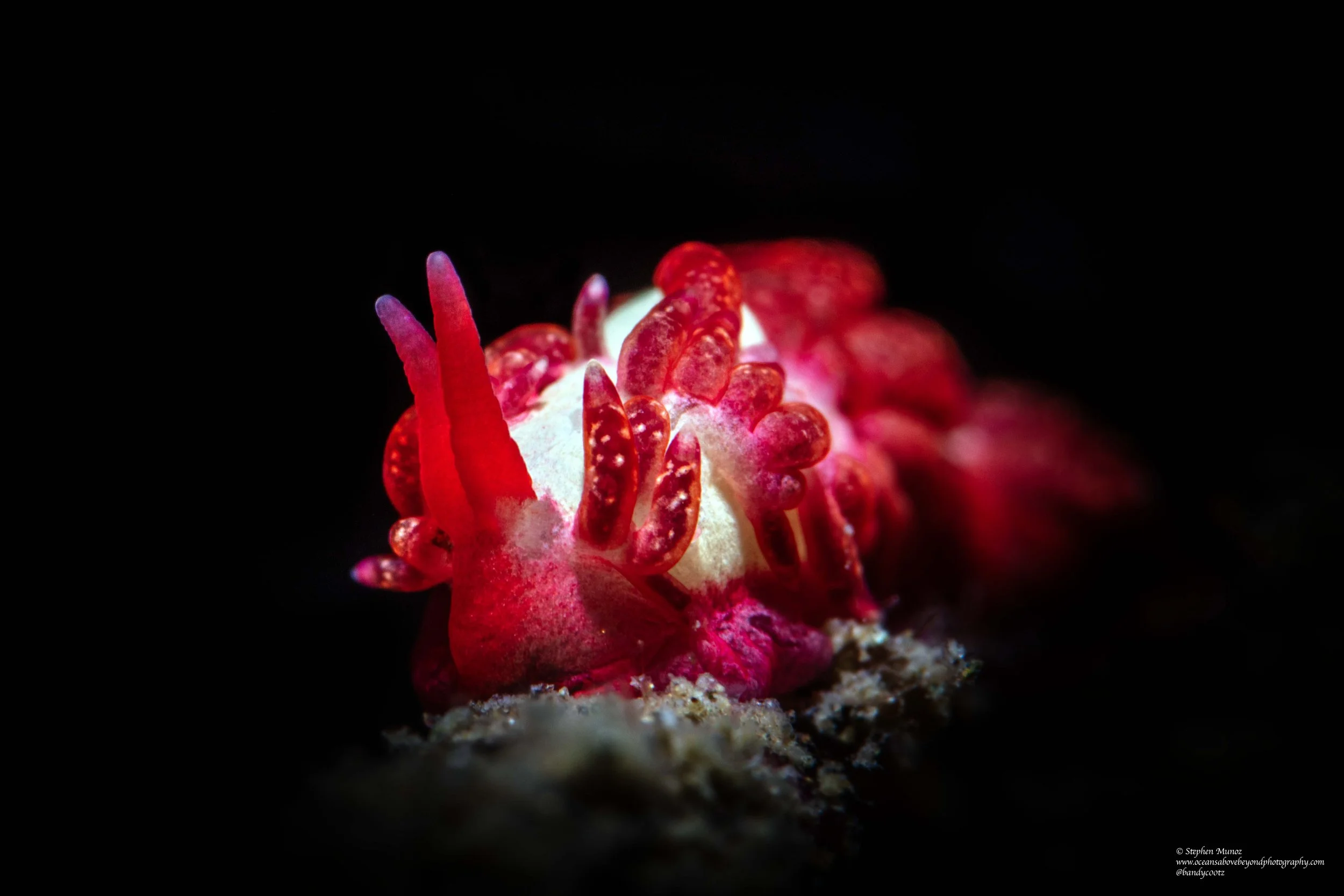 Trinchesia sp. SC40