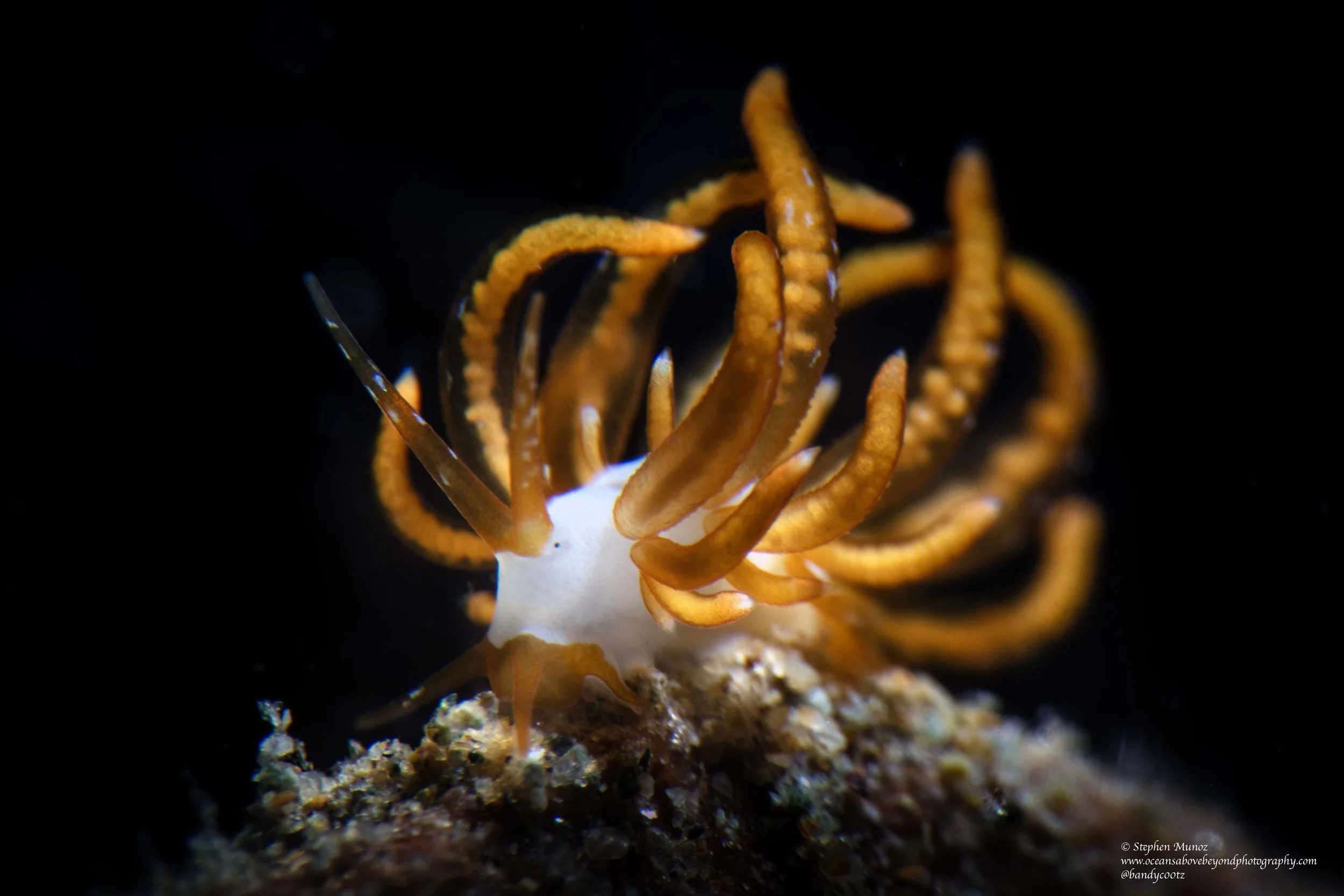 Trinchesia acinosa