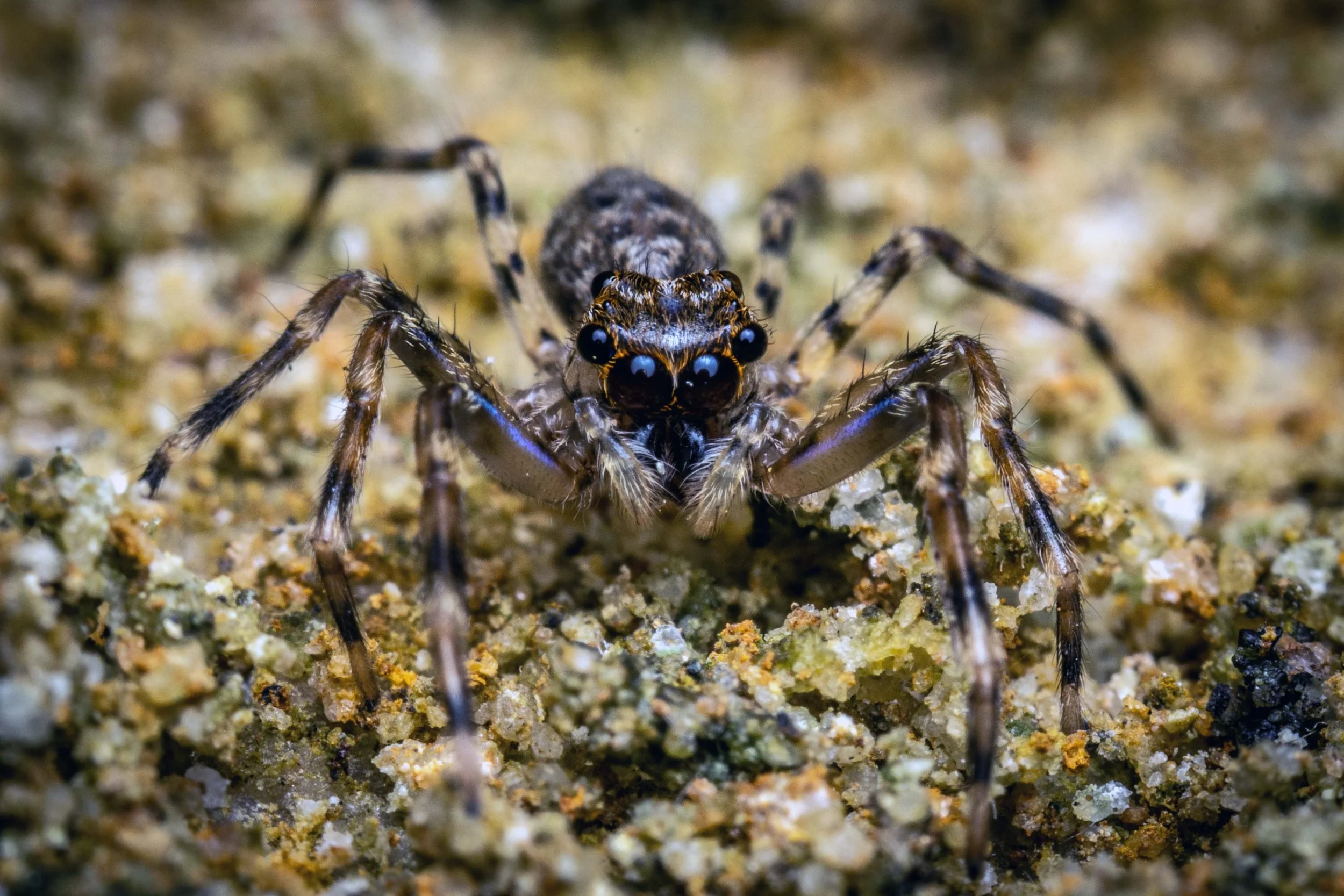 Arachnids