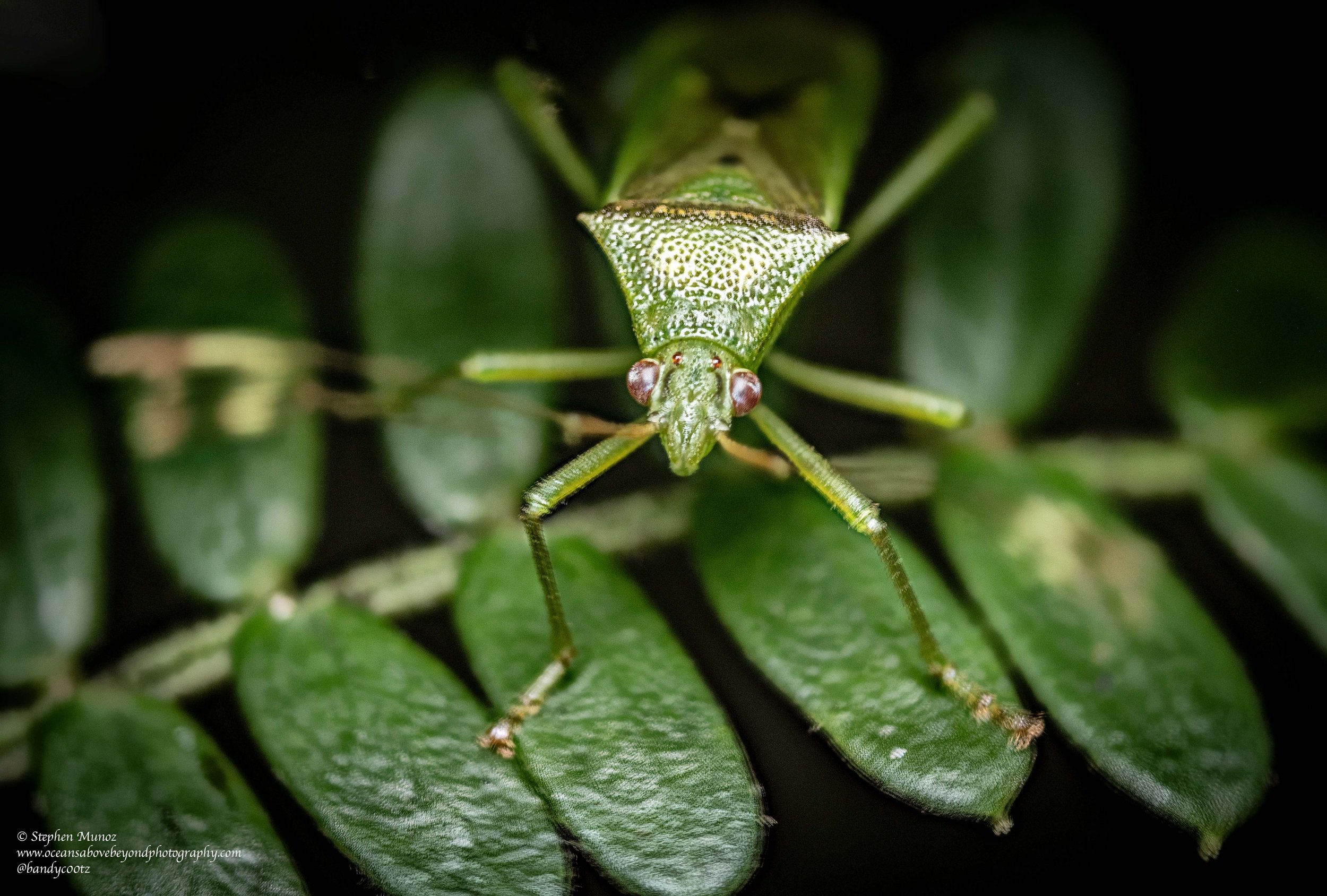 Insects
