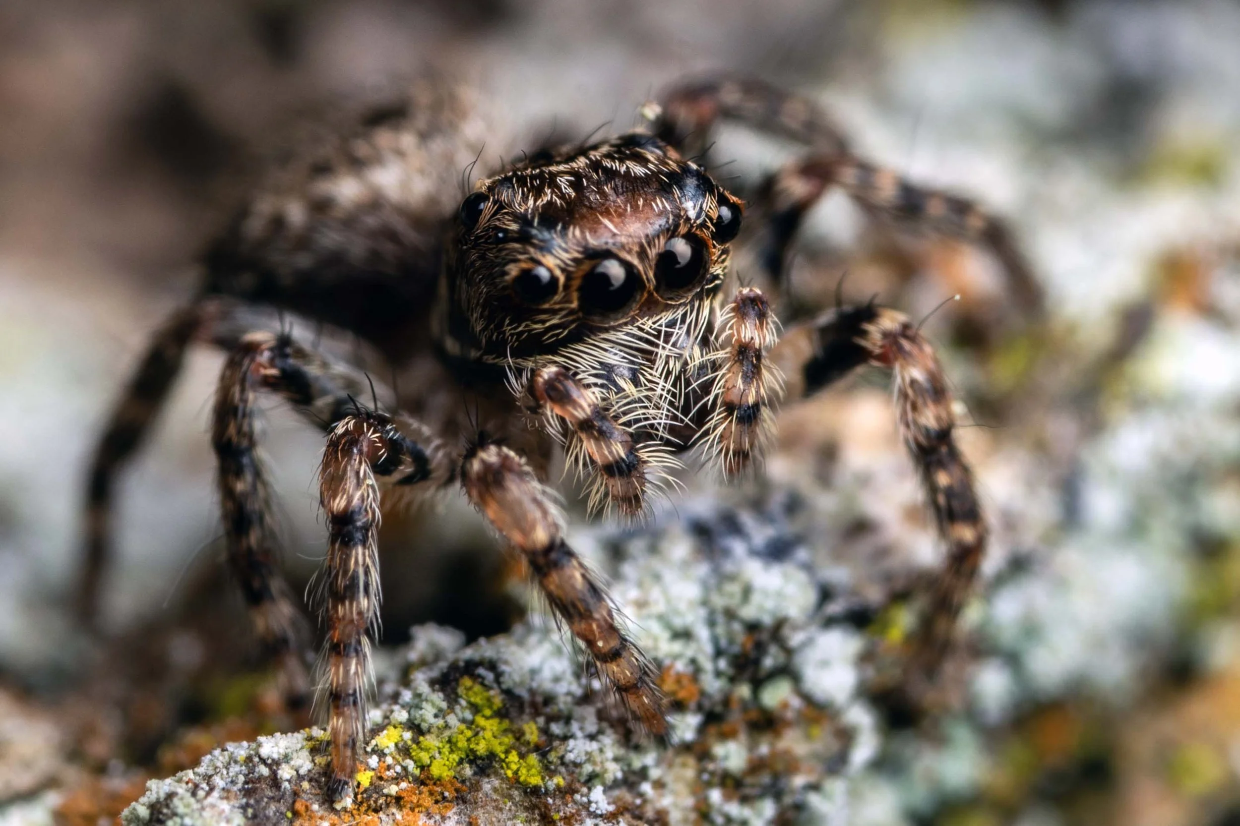 Severa sp.