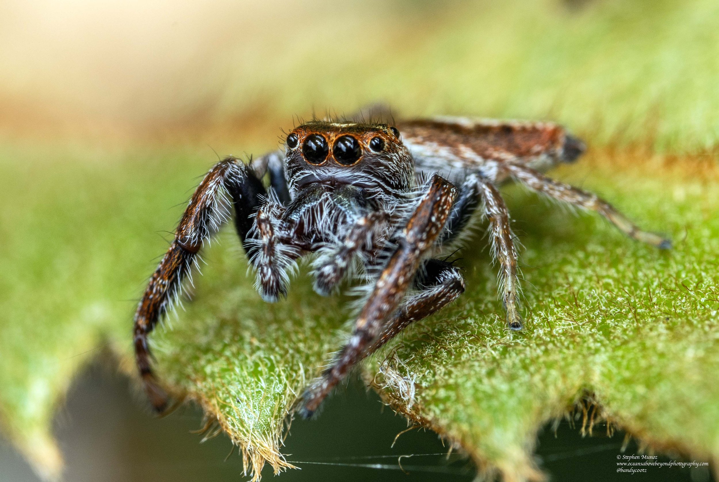 Opisthonchus sp