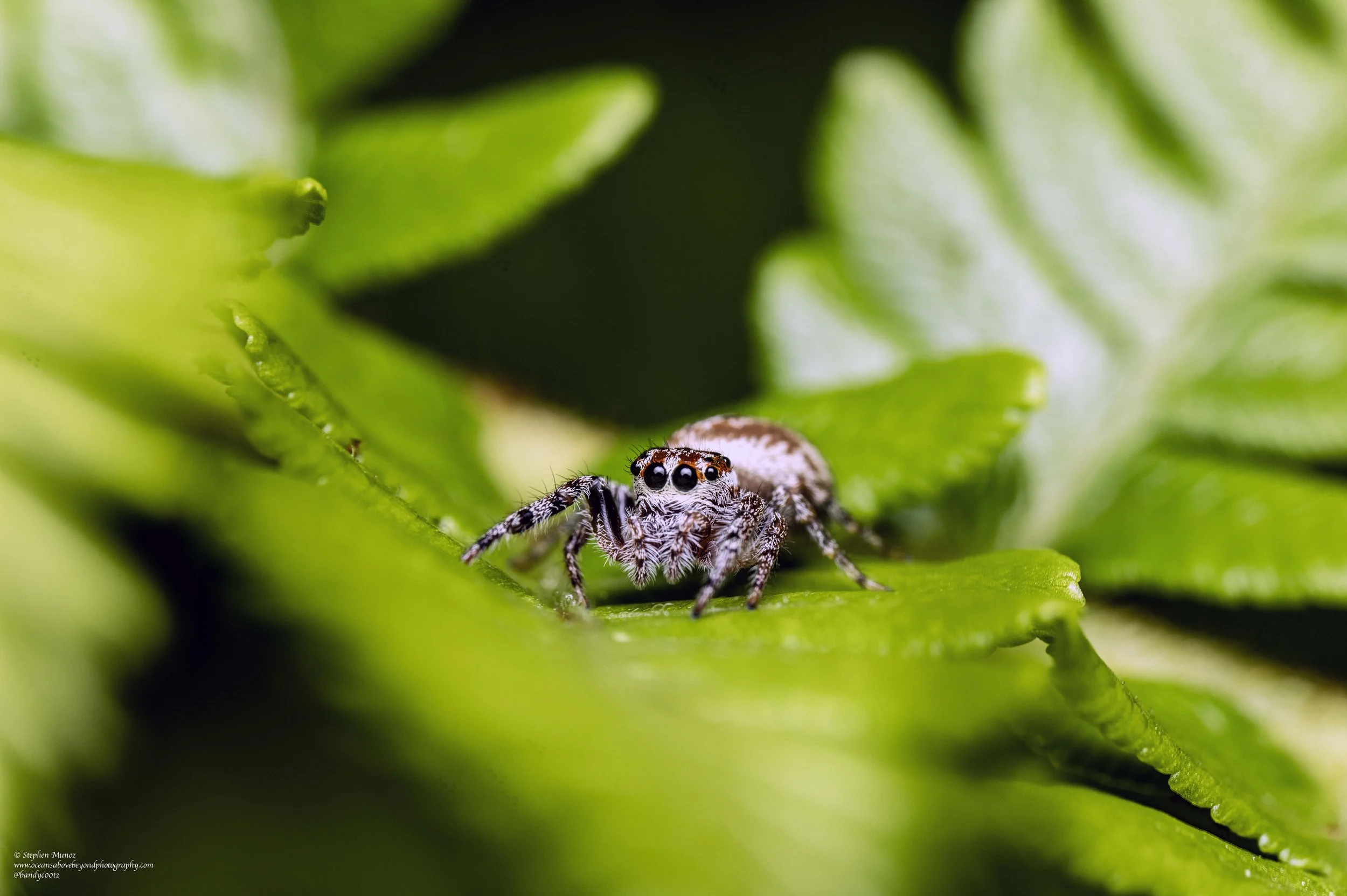 Salticidae - Jumping Spiders