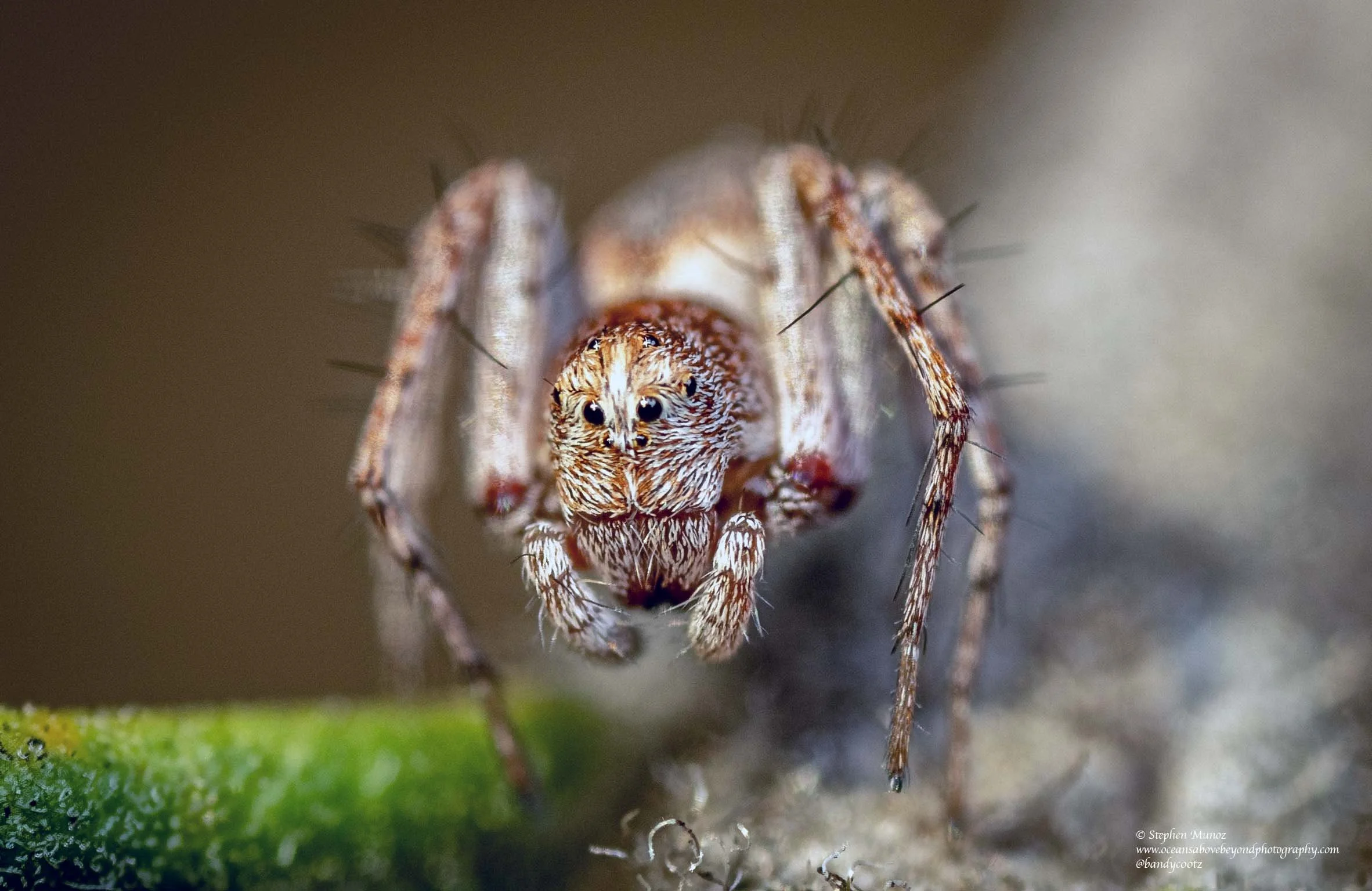Oxyopidae - Lynx Spiders