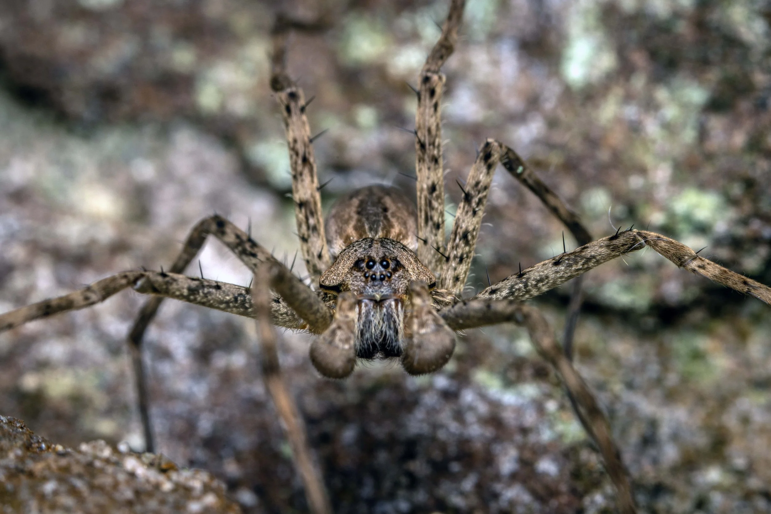 Sparassidae - Huntsman Spiders