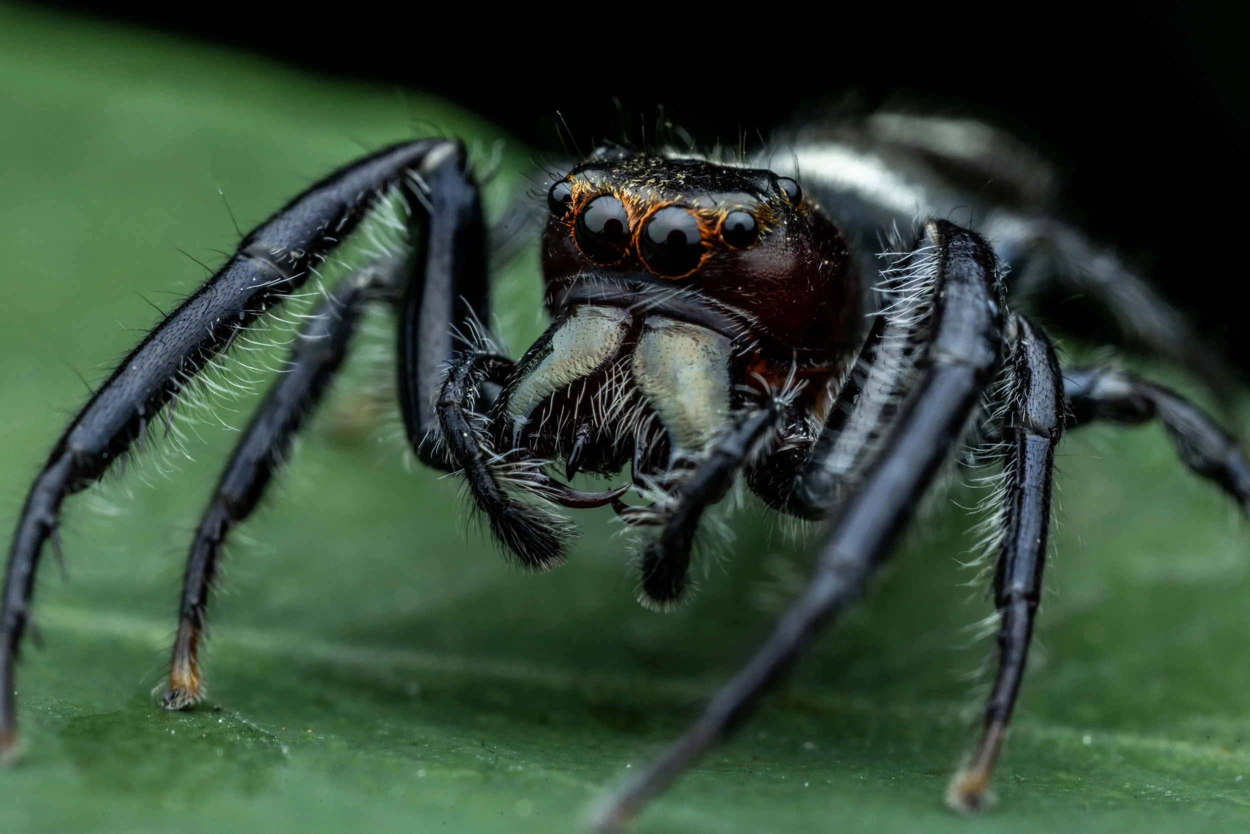 Opisthoncus sp. SC3