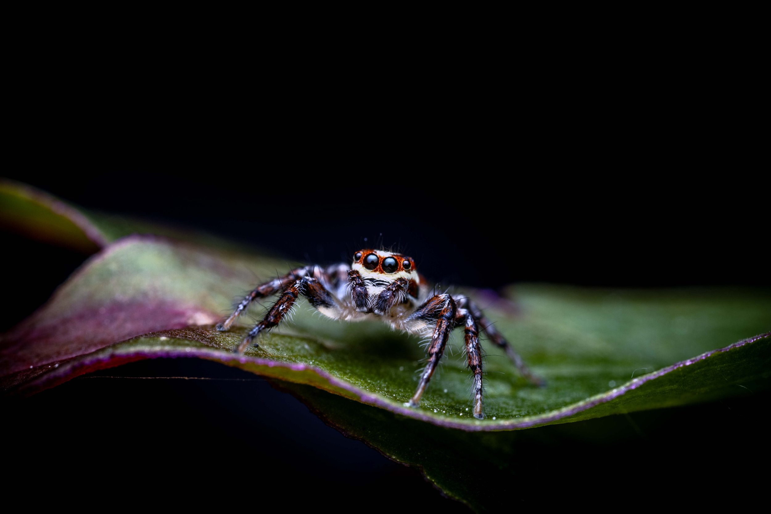 Opisthoncus sp. SC4