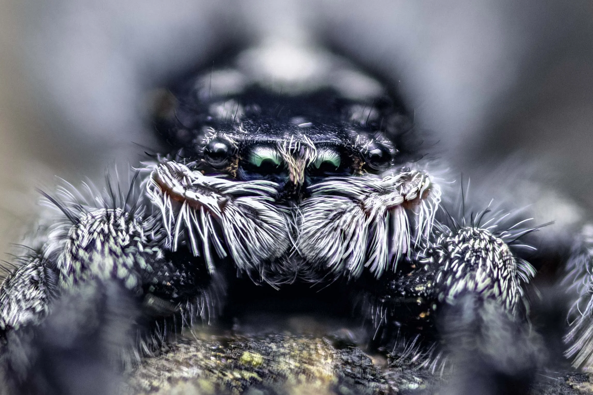 Ocrisiona - Wasp-mimic Spider