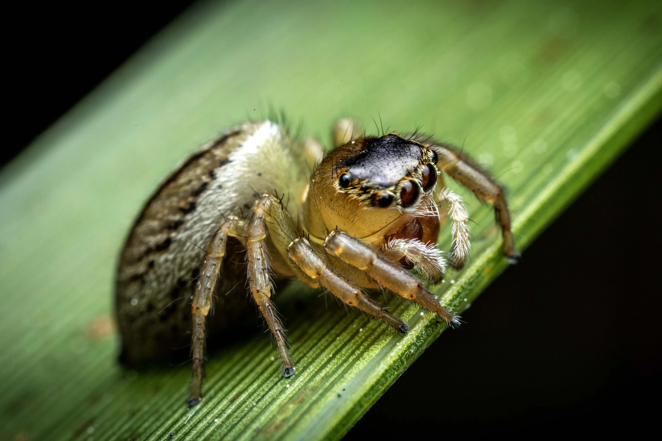 Maratus scutulatus