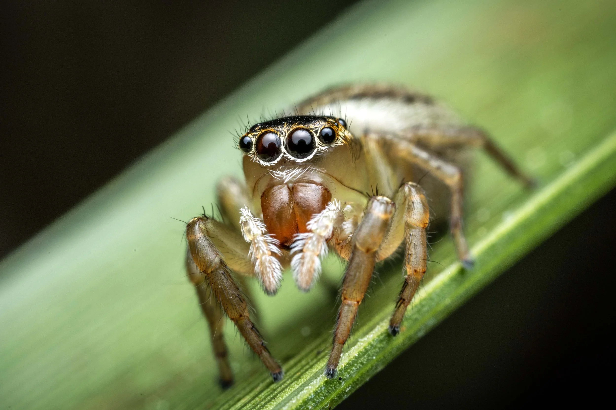 Maratus - Peacock Jumping Spider