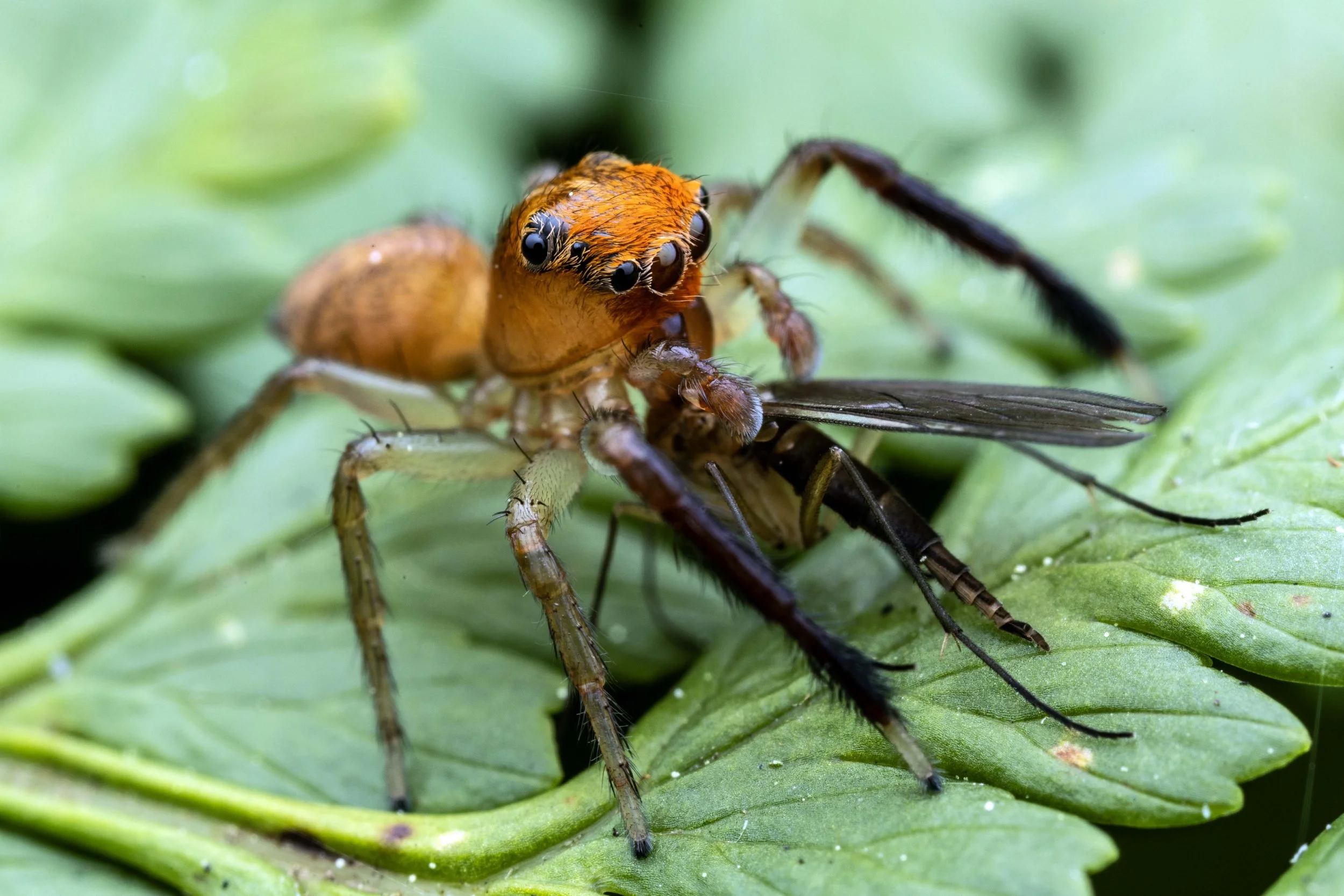 Prostheclina pallida