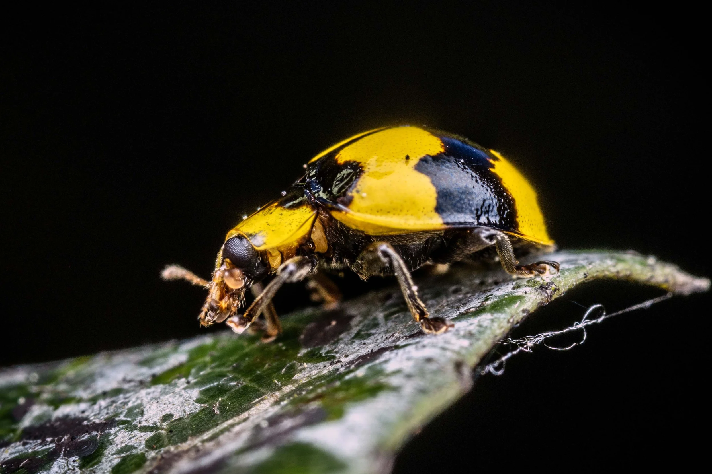 Fungus Eating Ladybird ((Illeis galbula)
