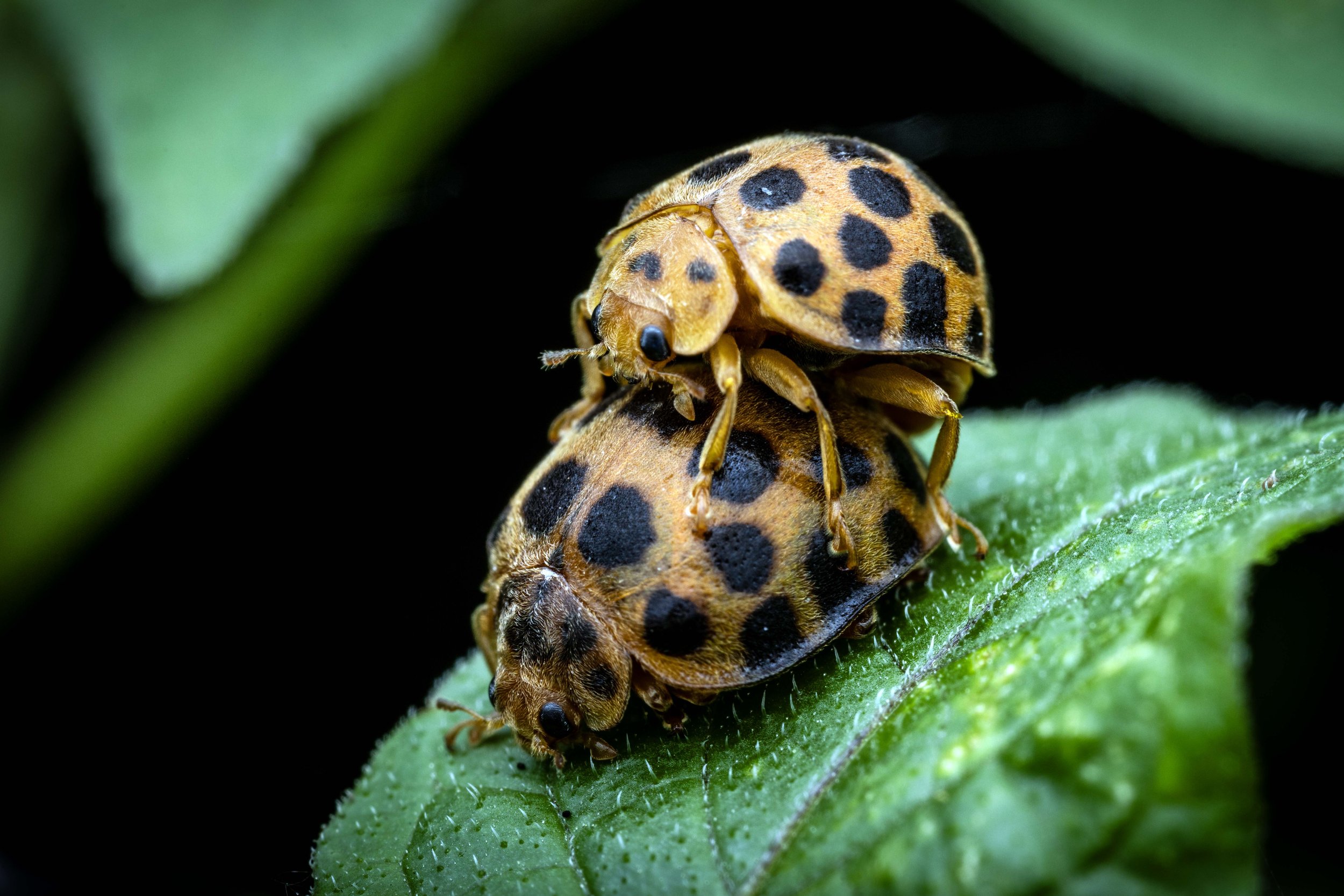 28 Spot Ladybird (Henosepilachna vigintioctopunctata)