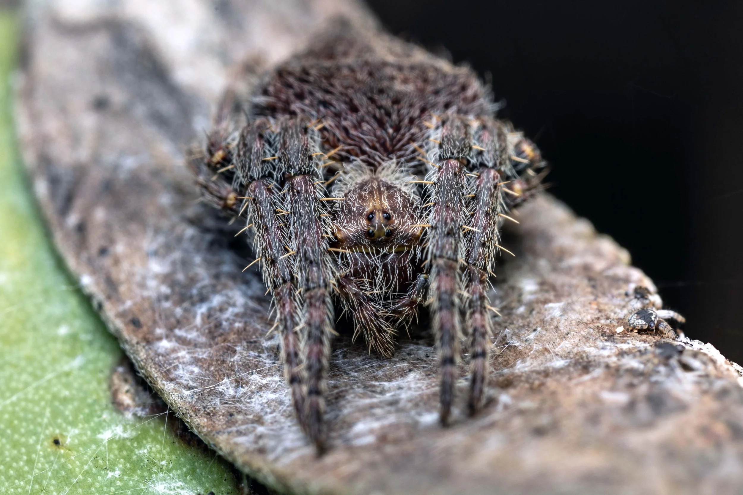 Abandoned Orb Weaver Spider - Parawixia dehaani