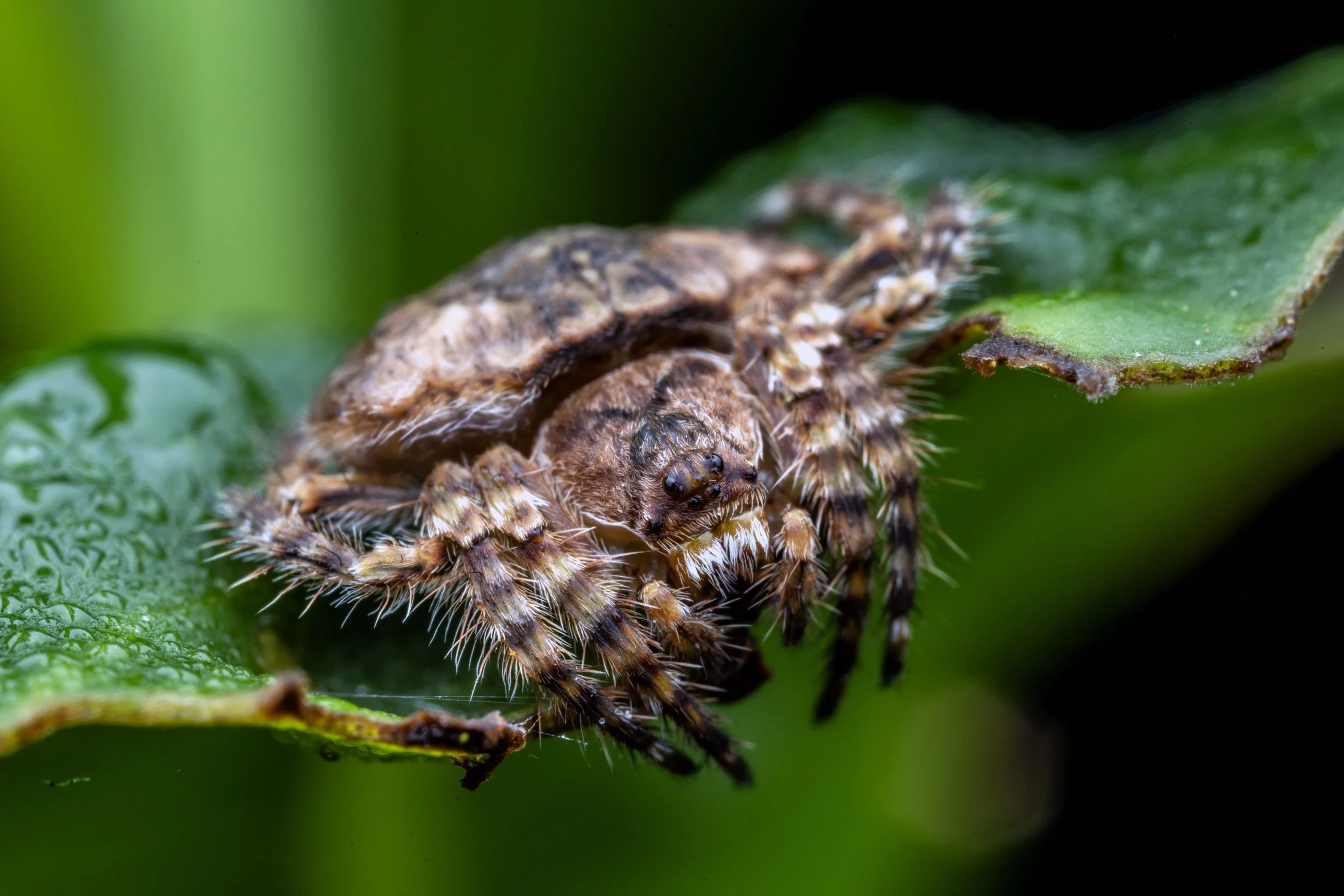 Wrap Around Spider (Dolophones sp. SC1)
