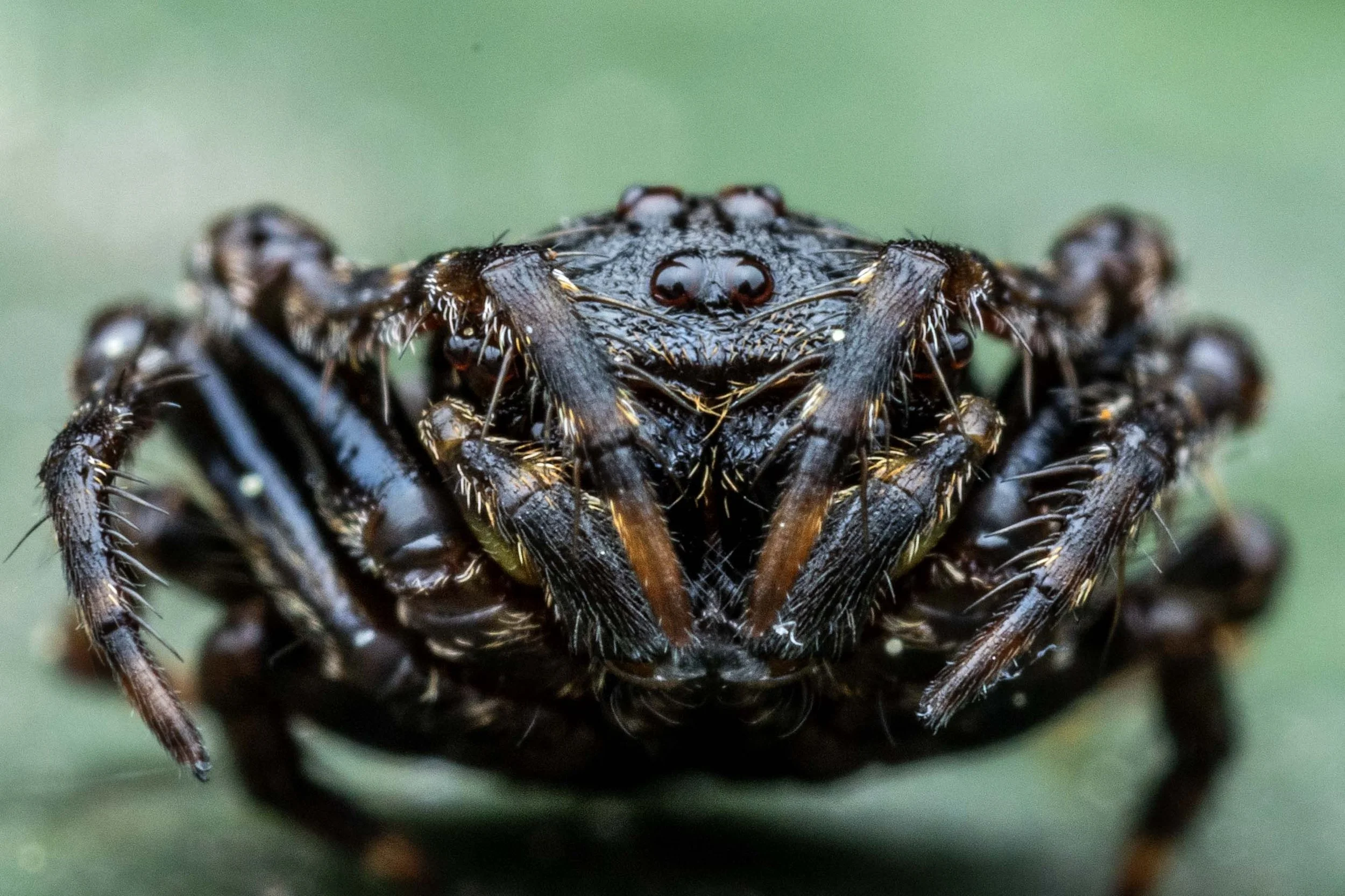 Bird Dung Spider (Arkys curtulus)