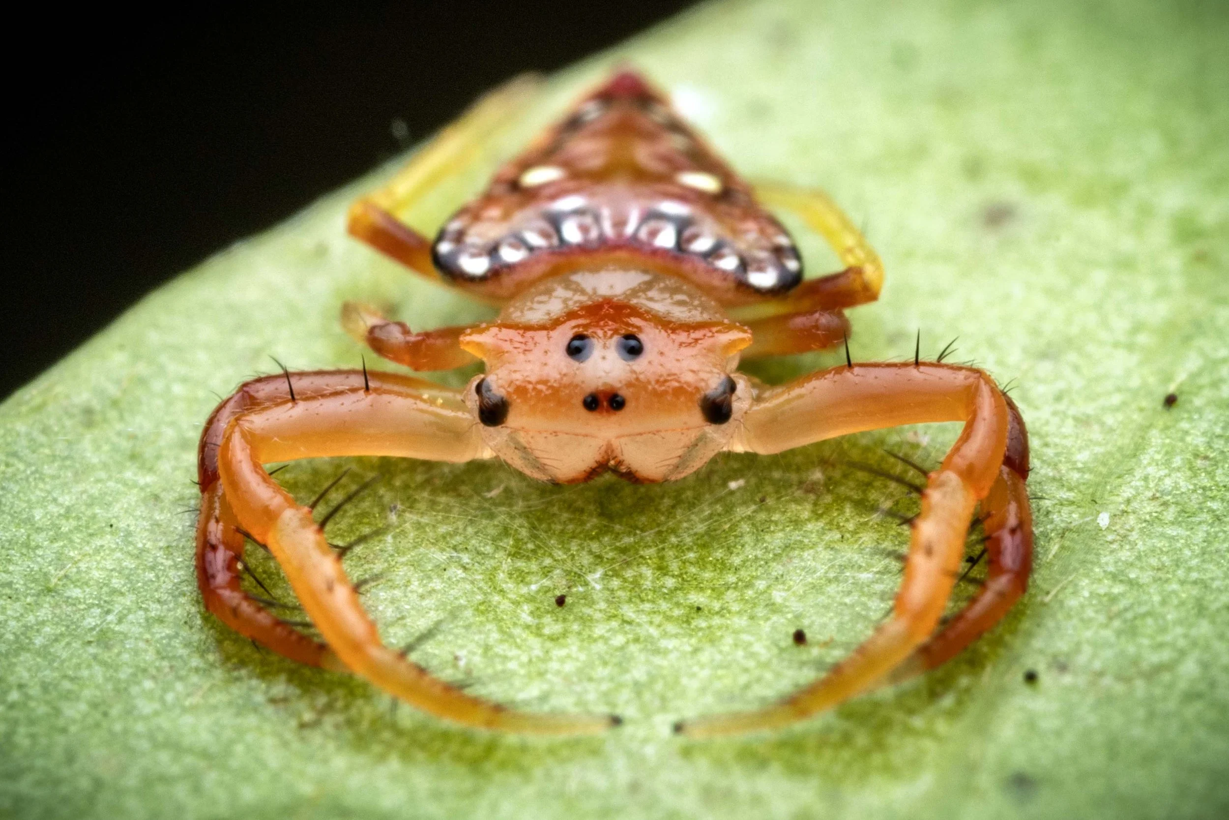 Common Triangular Spider (Arkys lancearius)