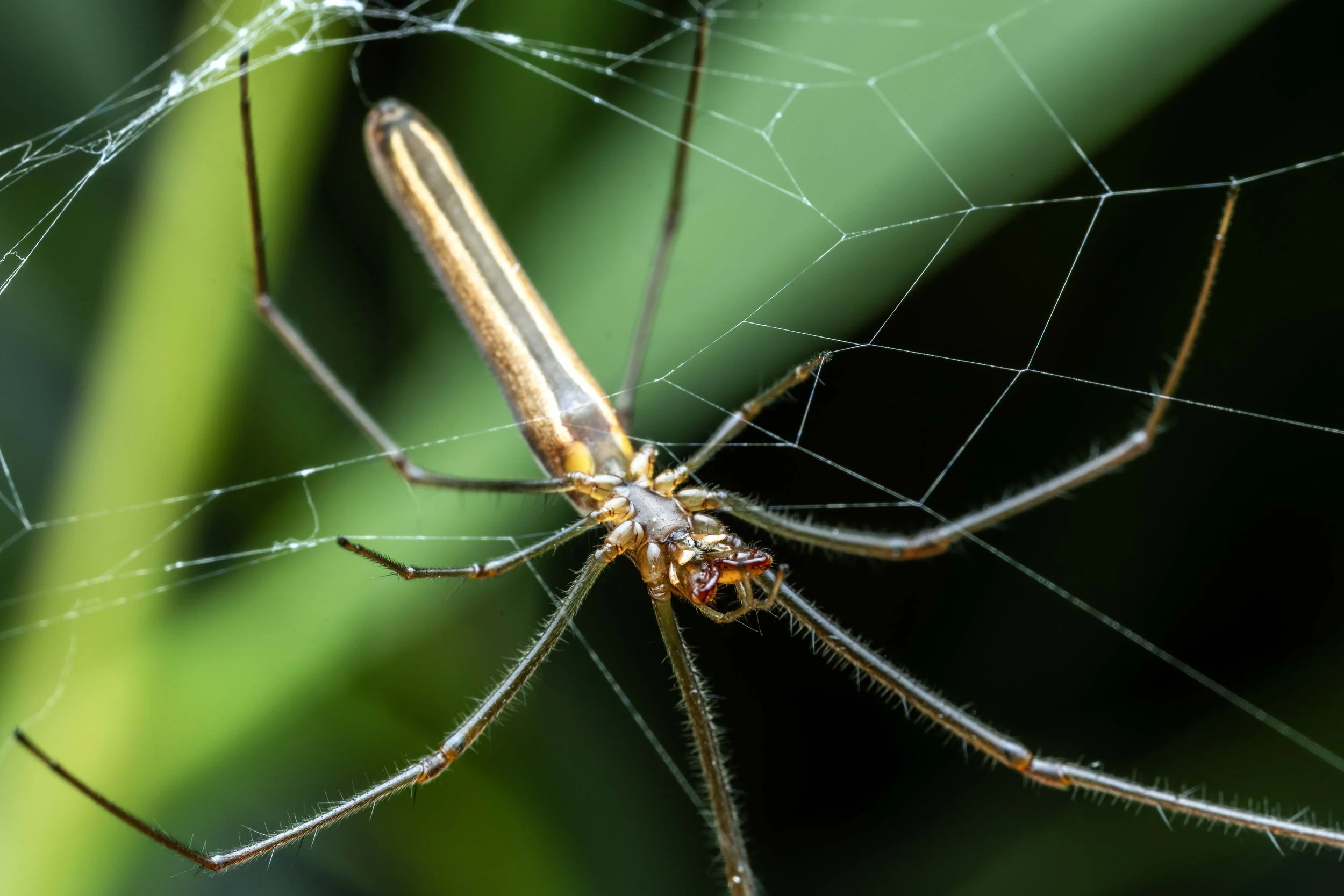 Long-jawed Orb-weaving Spider (Tetragnatha sp)