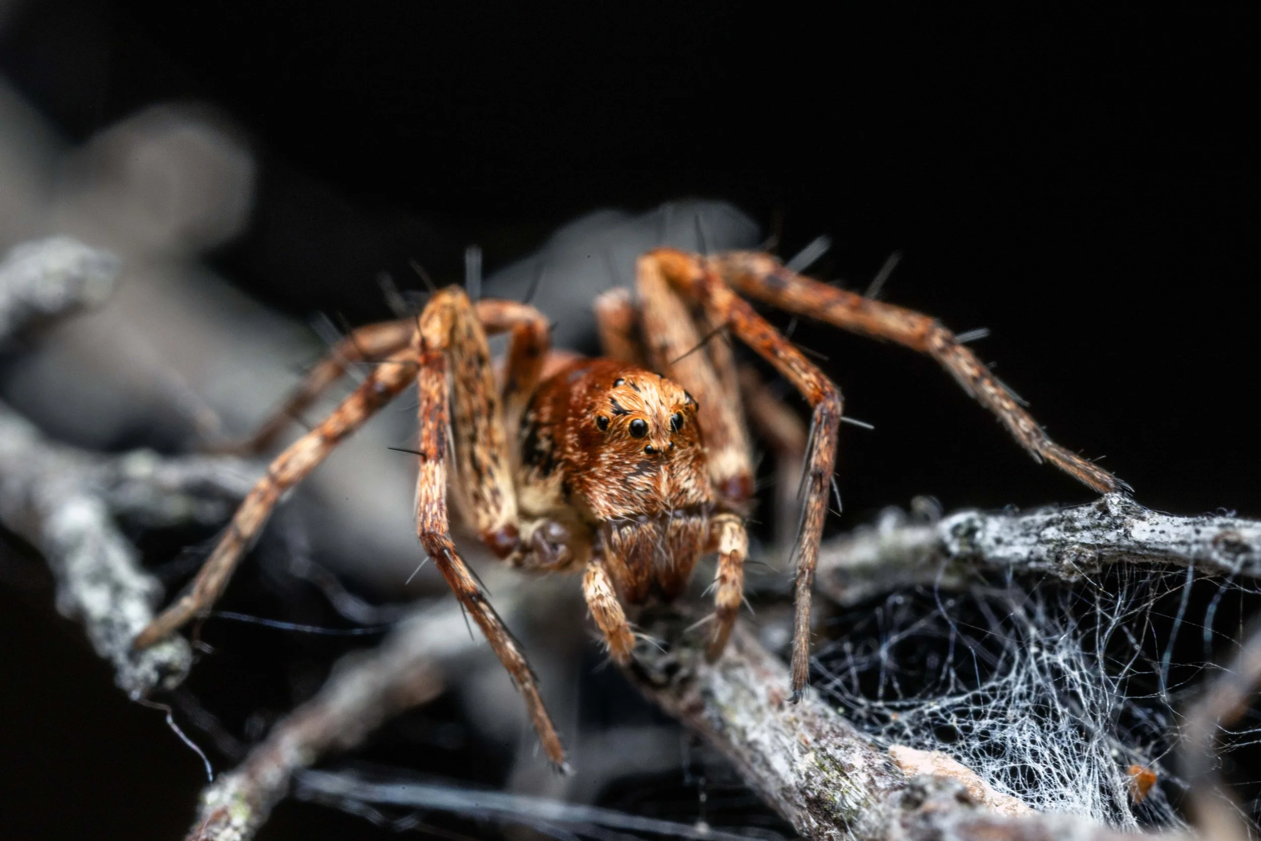 Oxyopes sp. SC1