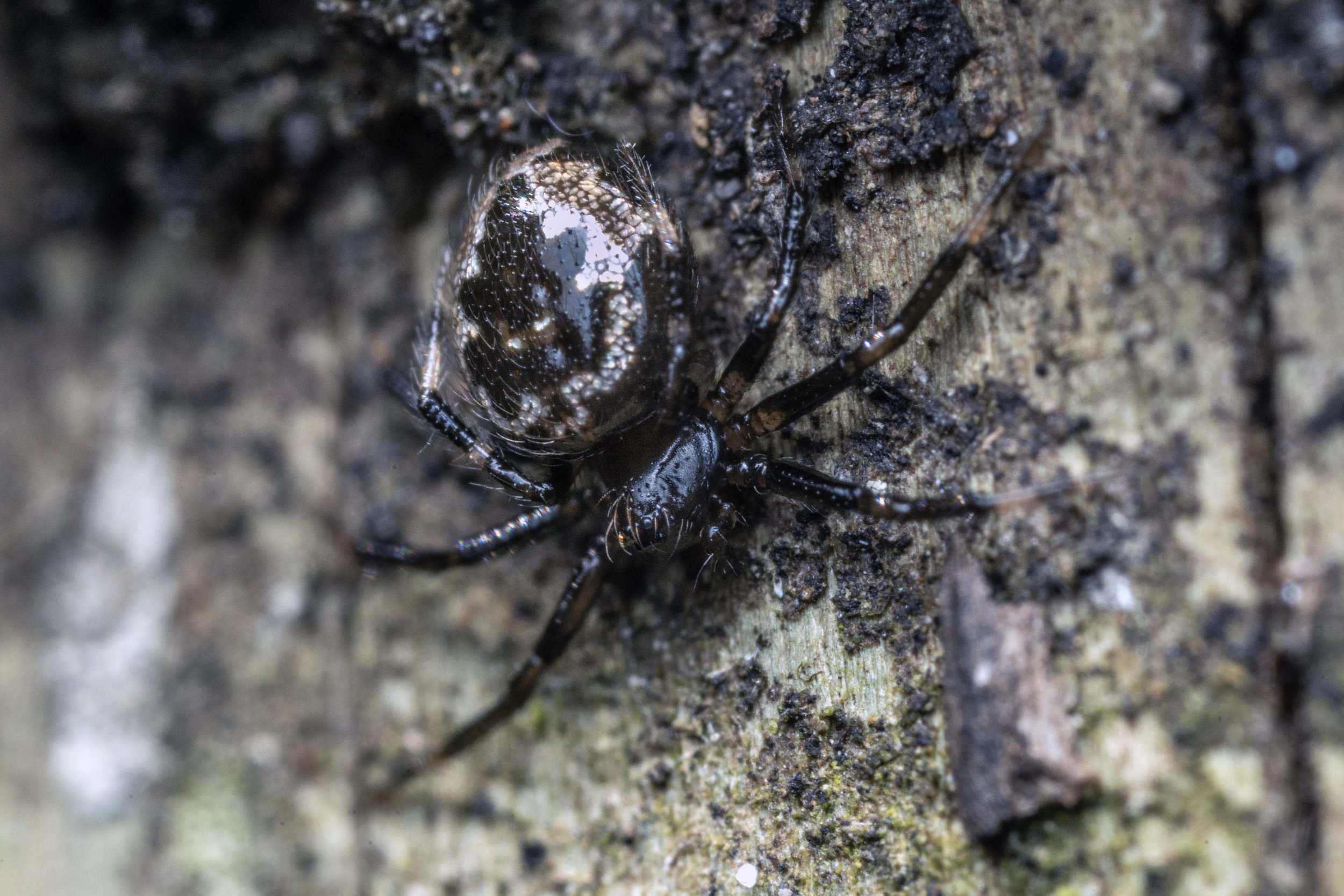 Theridiidae - Comb-footed Spider