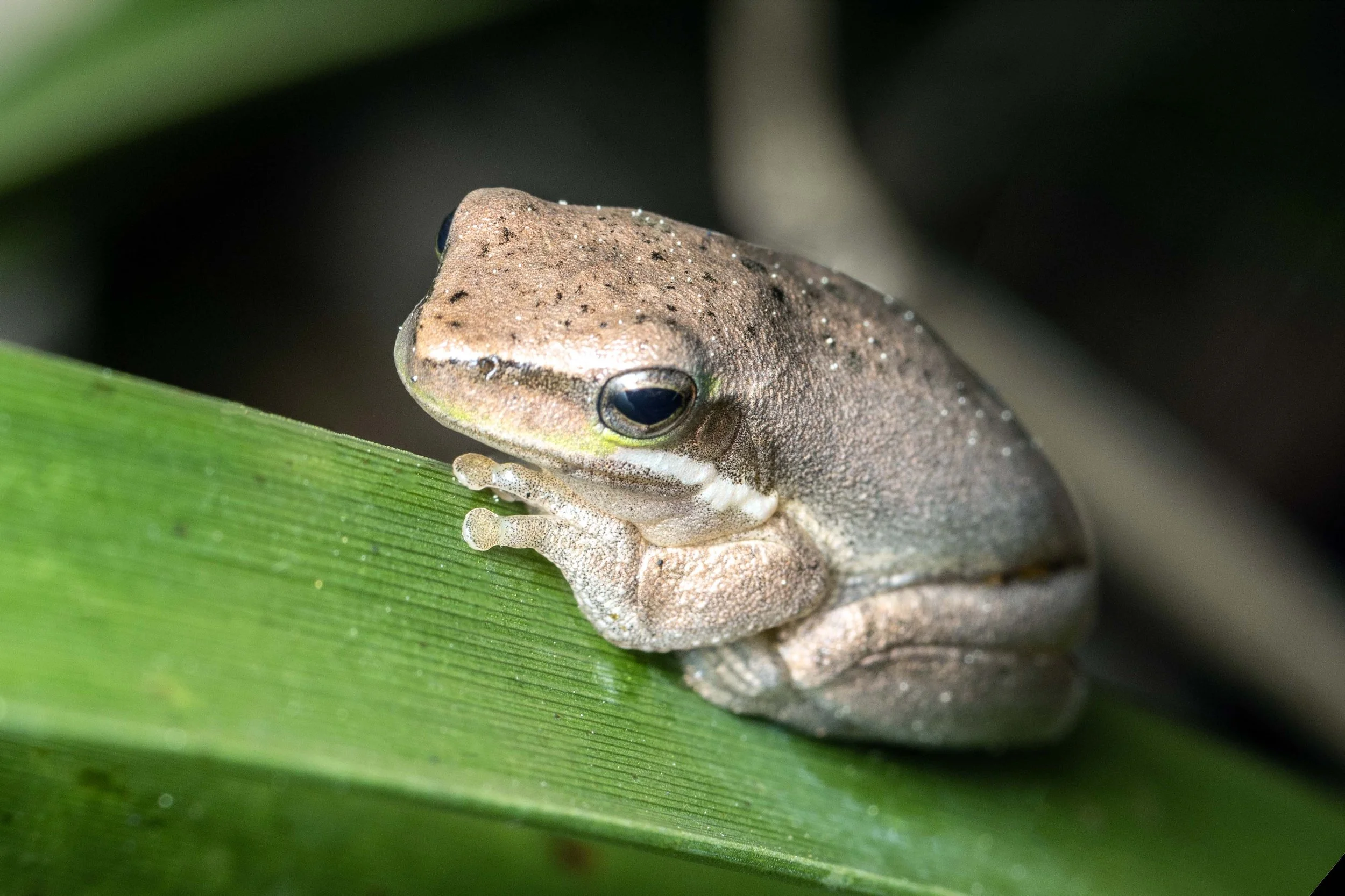Eastern Dwarf Tree Frog (Litoria fallax)
