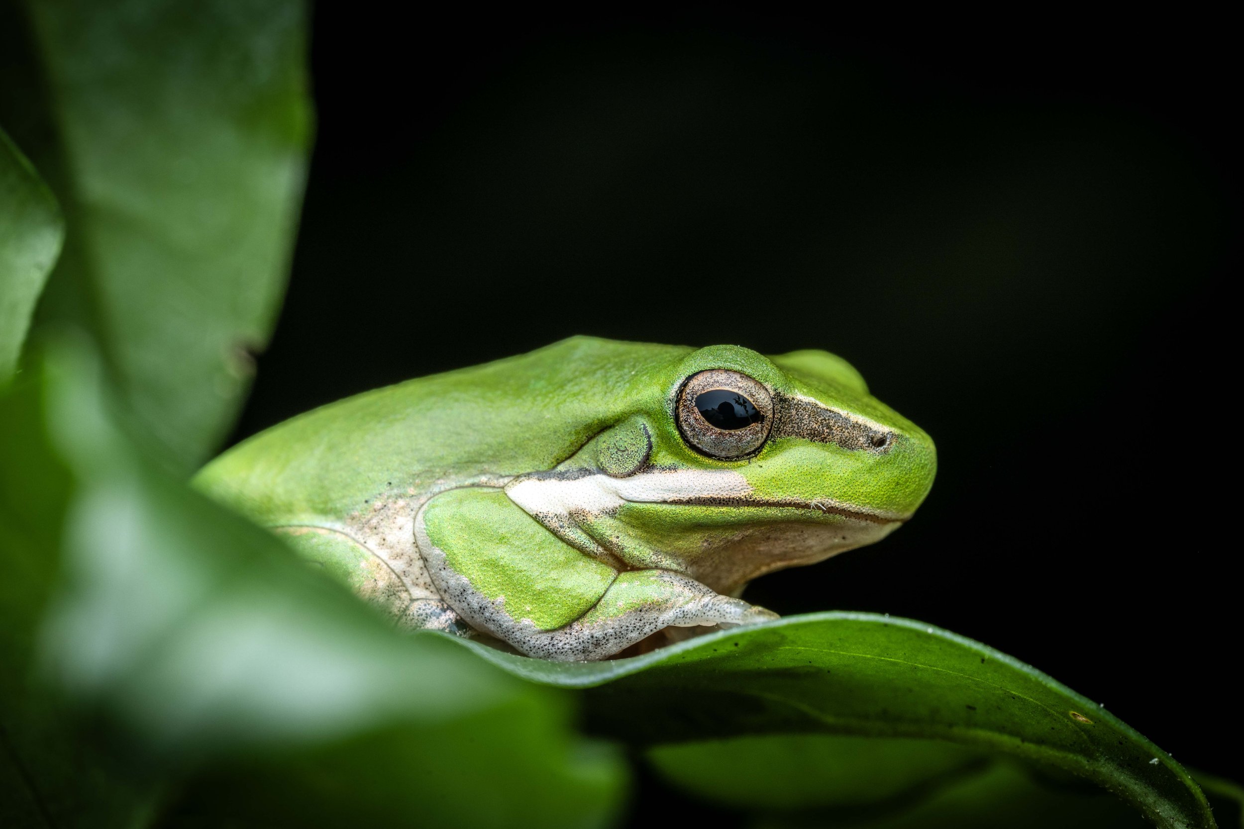 Amphibians