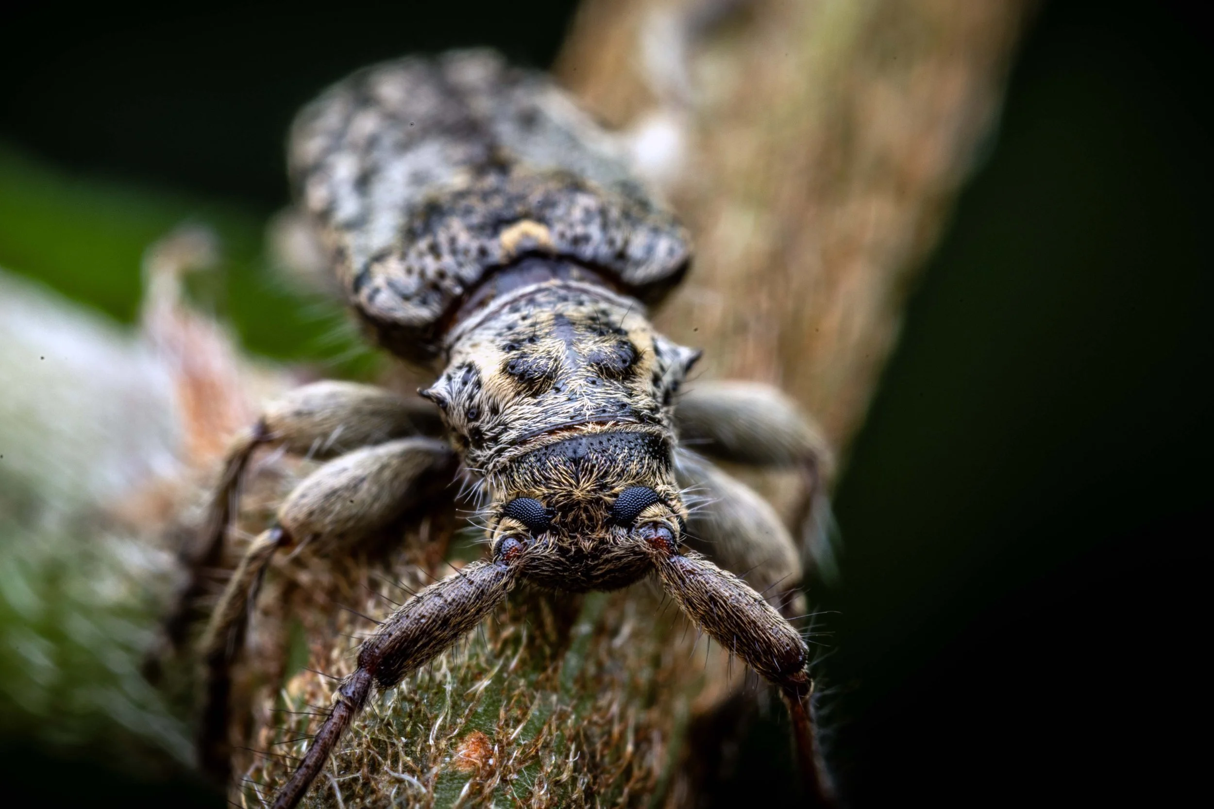 Longhorn Beetle (Pentacosmia conferta)