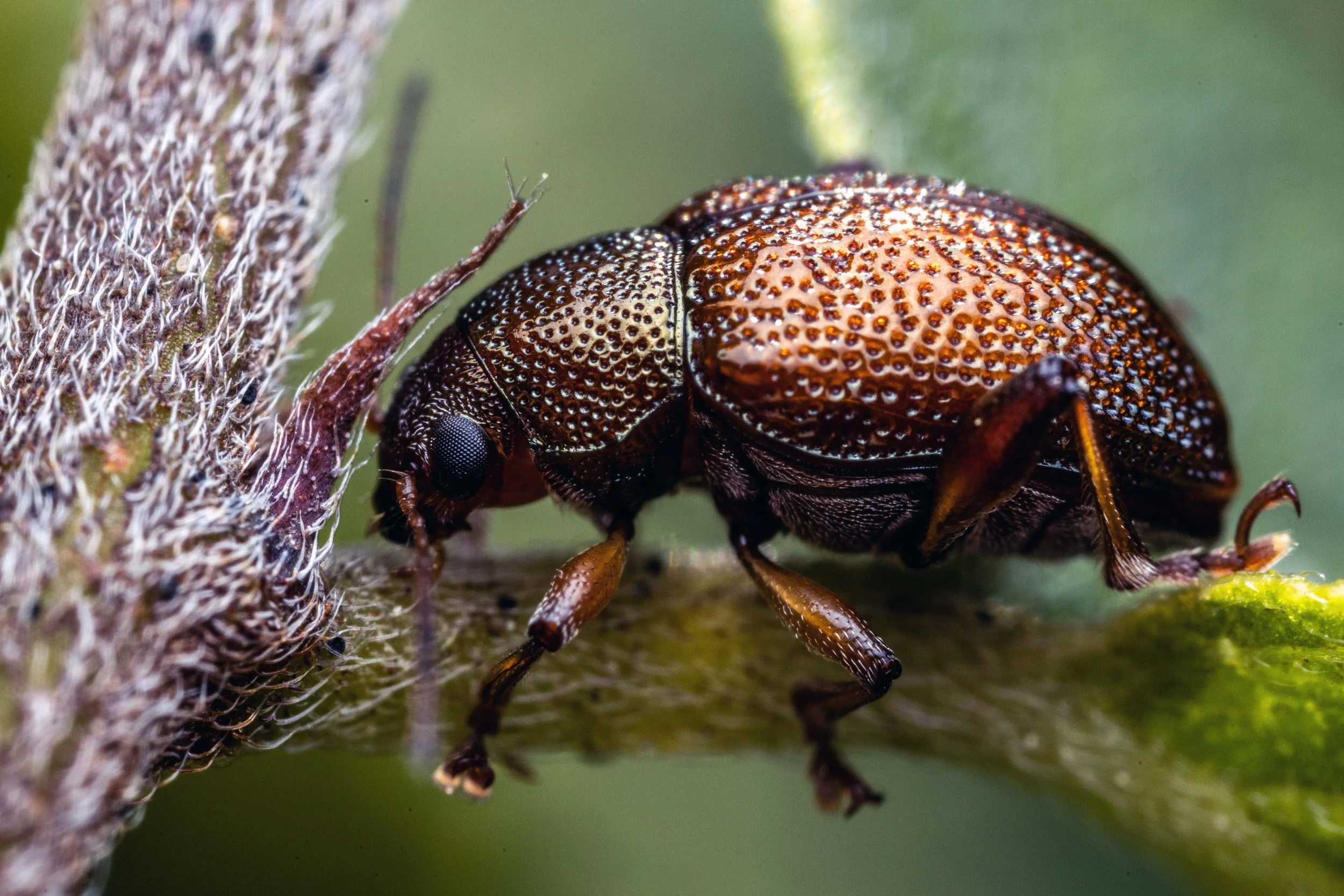 Iridescent Leaf Monkey Beetle (Geloptera sp.)