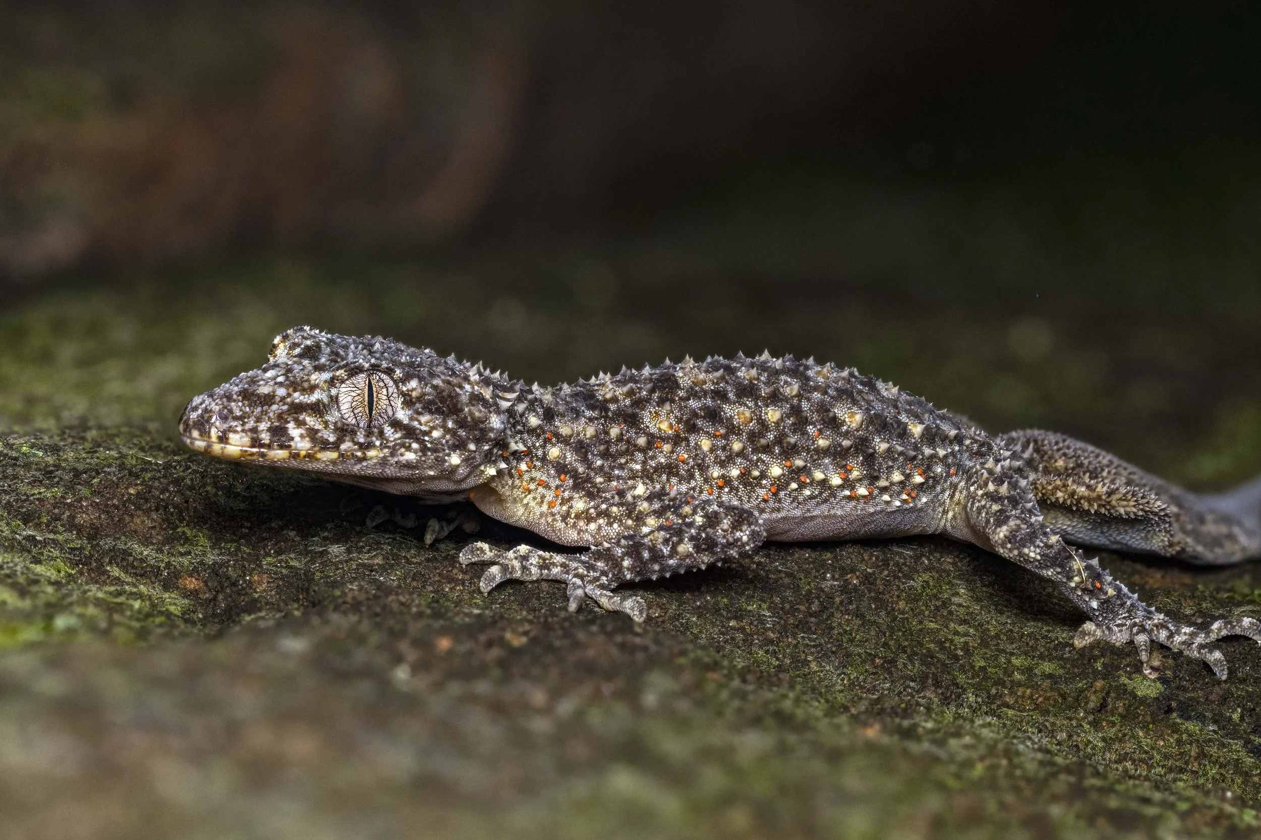 Geckos