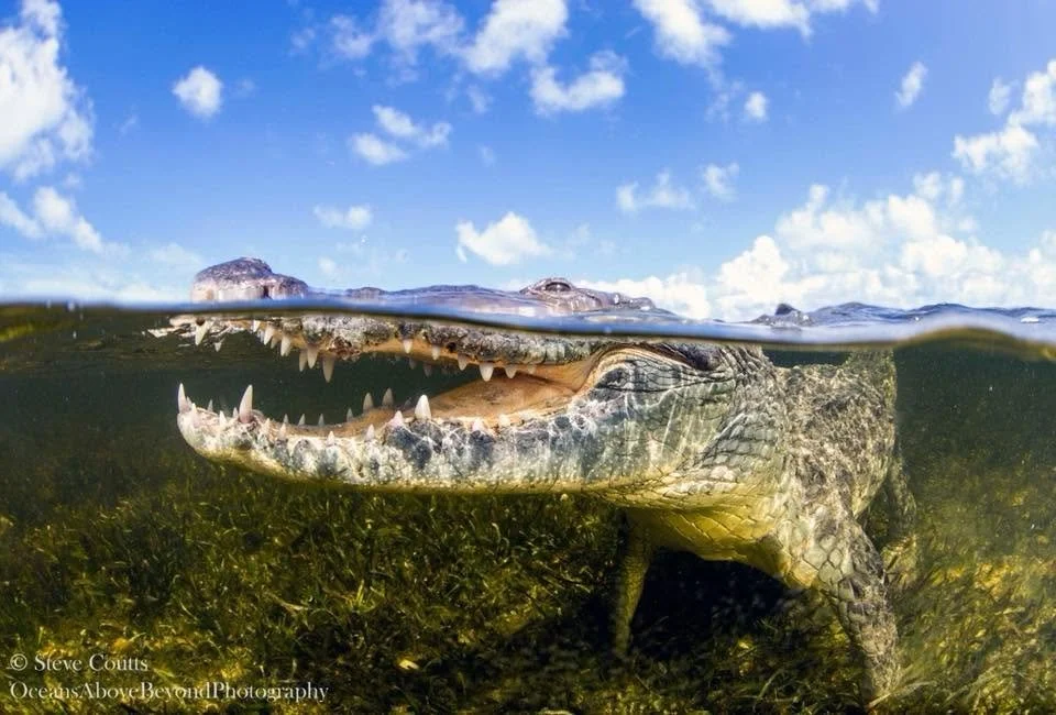 Crocodiles