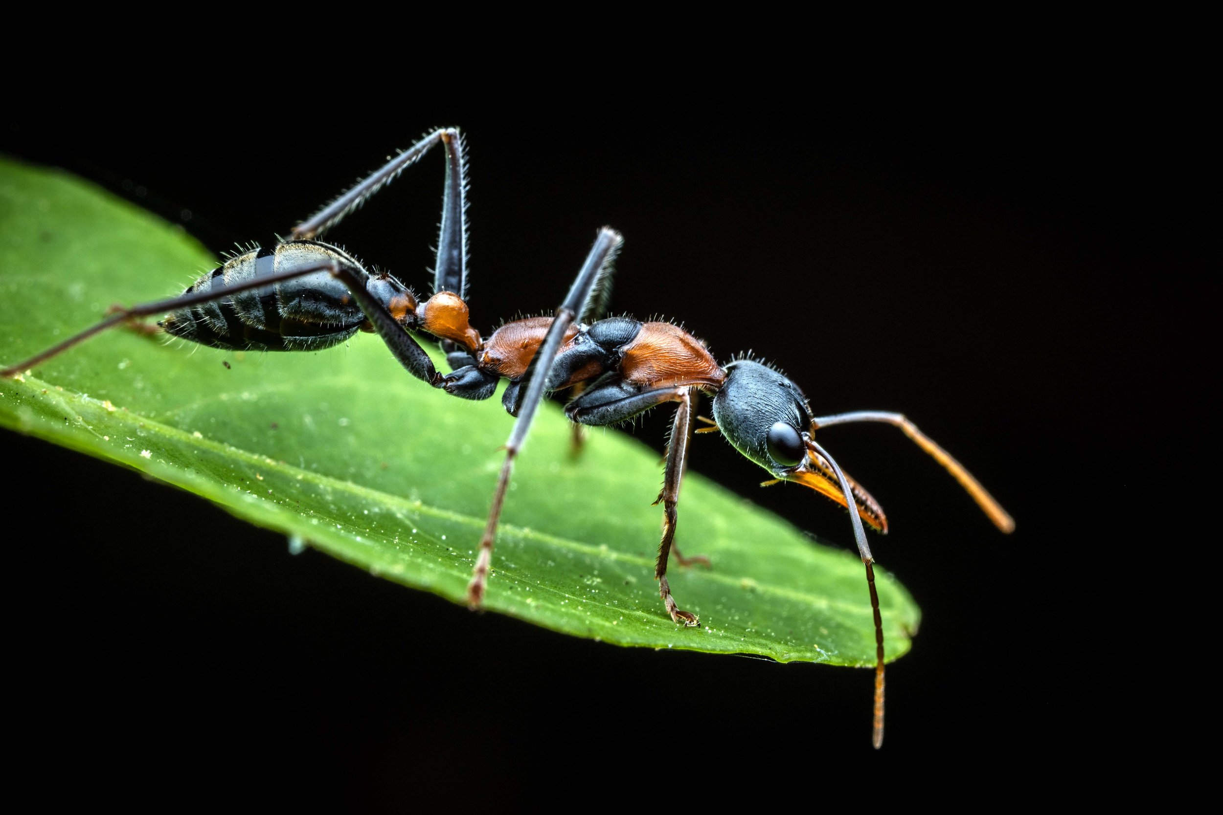 Jumping Jack Ant (Myrmecia nigrocincta)