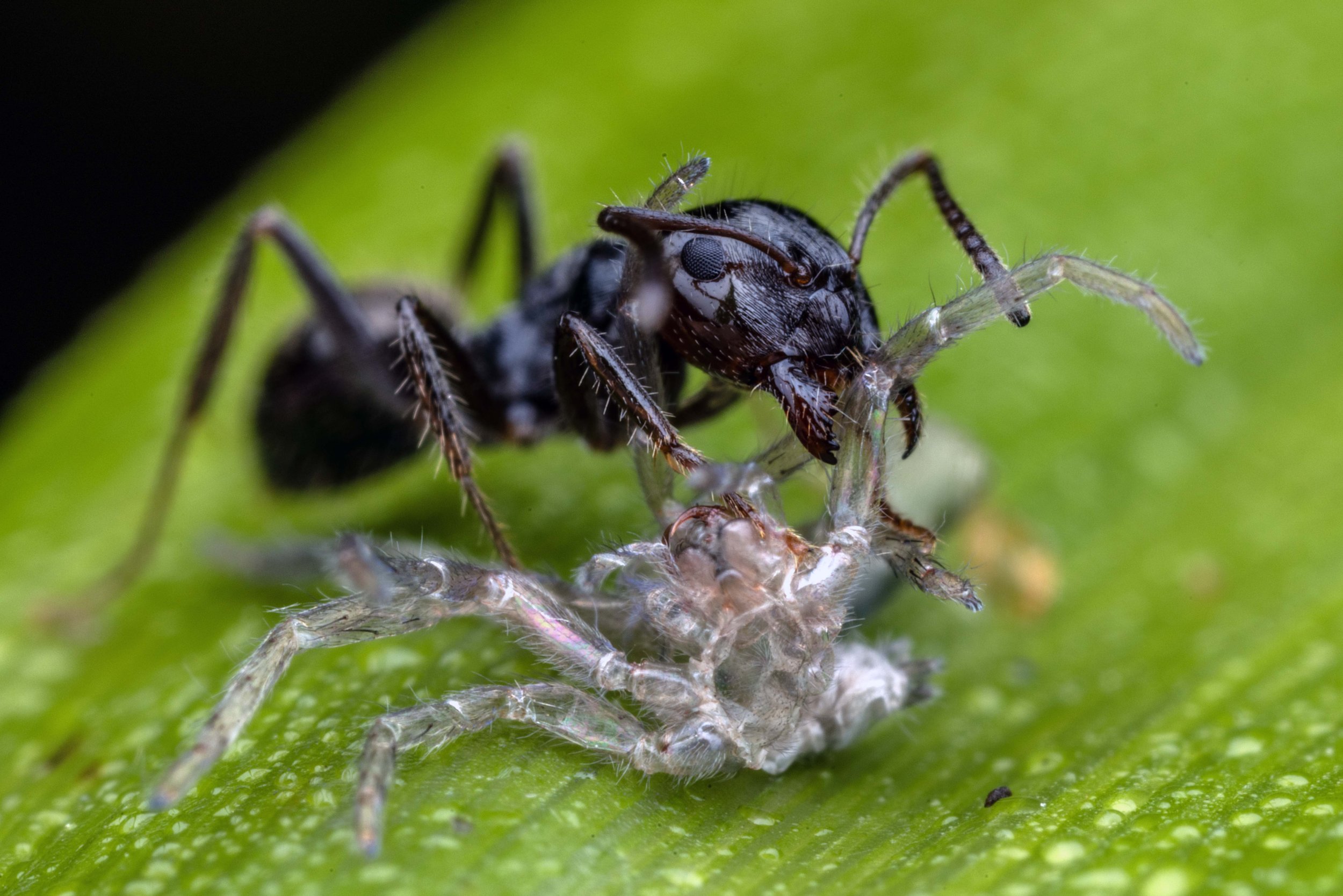 Black Ant (Camponotus sp)